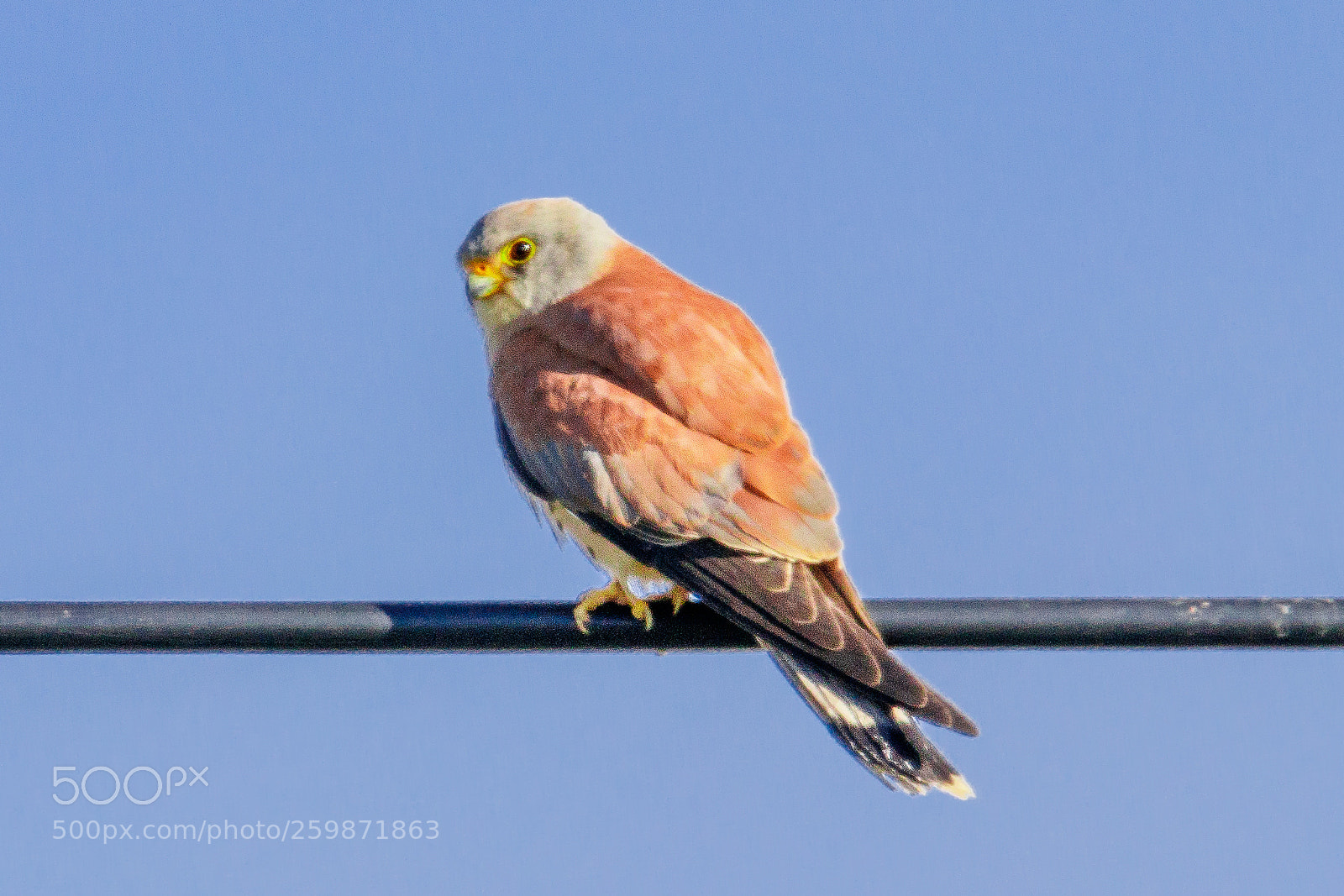Canon EOS 80D sample photo. Lesser kestrel photography