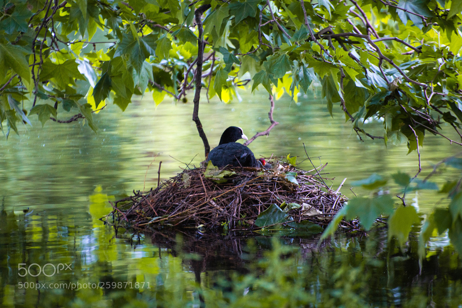 Nikon D850 sample photo. Hidden nest photography