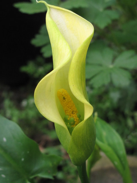 Canon PowerShot G10 sample photo. Yello calla lily photography