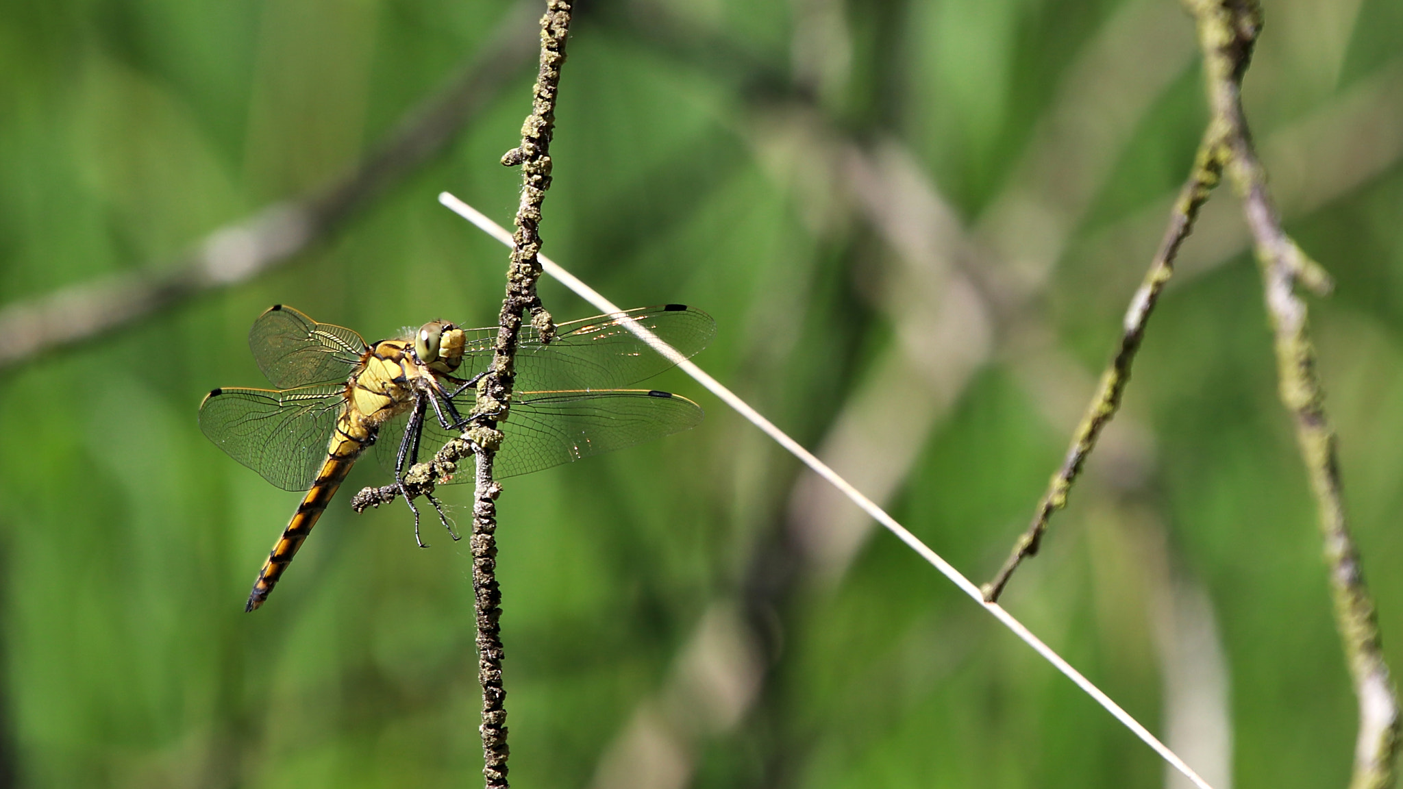 Sigma 150-600mm F5-6.3 DG OS HSM | C sample photo. Dragonfly photography