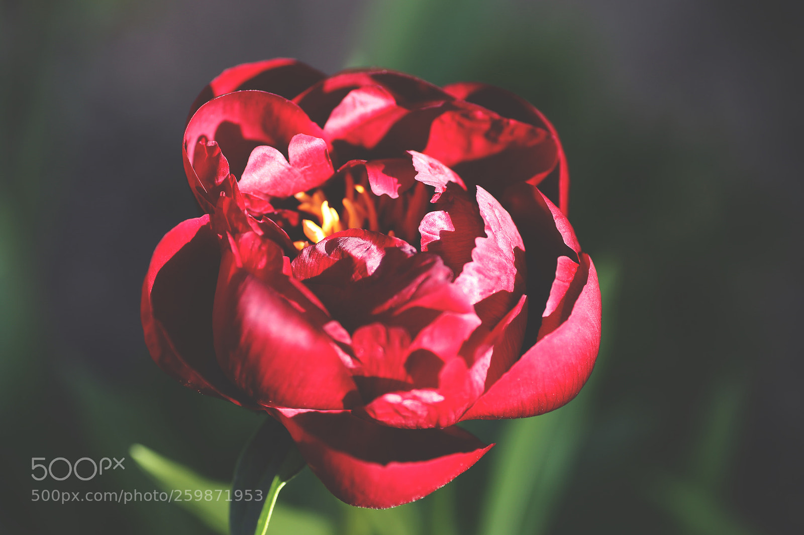 Canon EOS 6D sample photo. Red baro photography