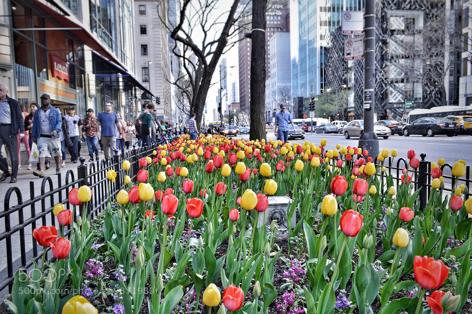 Nikon D3200 sample photo. Tulip city. photography