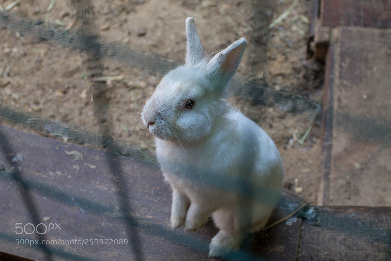 Canon EOS 1100D (EOS Rebel T3 / EOS Kiss X50) sample photo. Follow the white rabbit photography