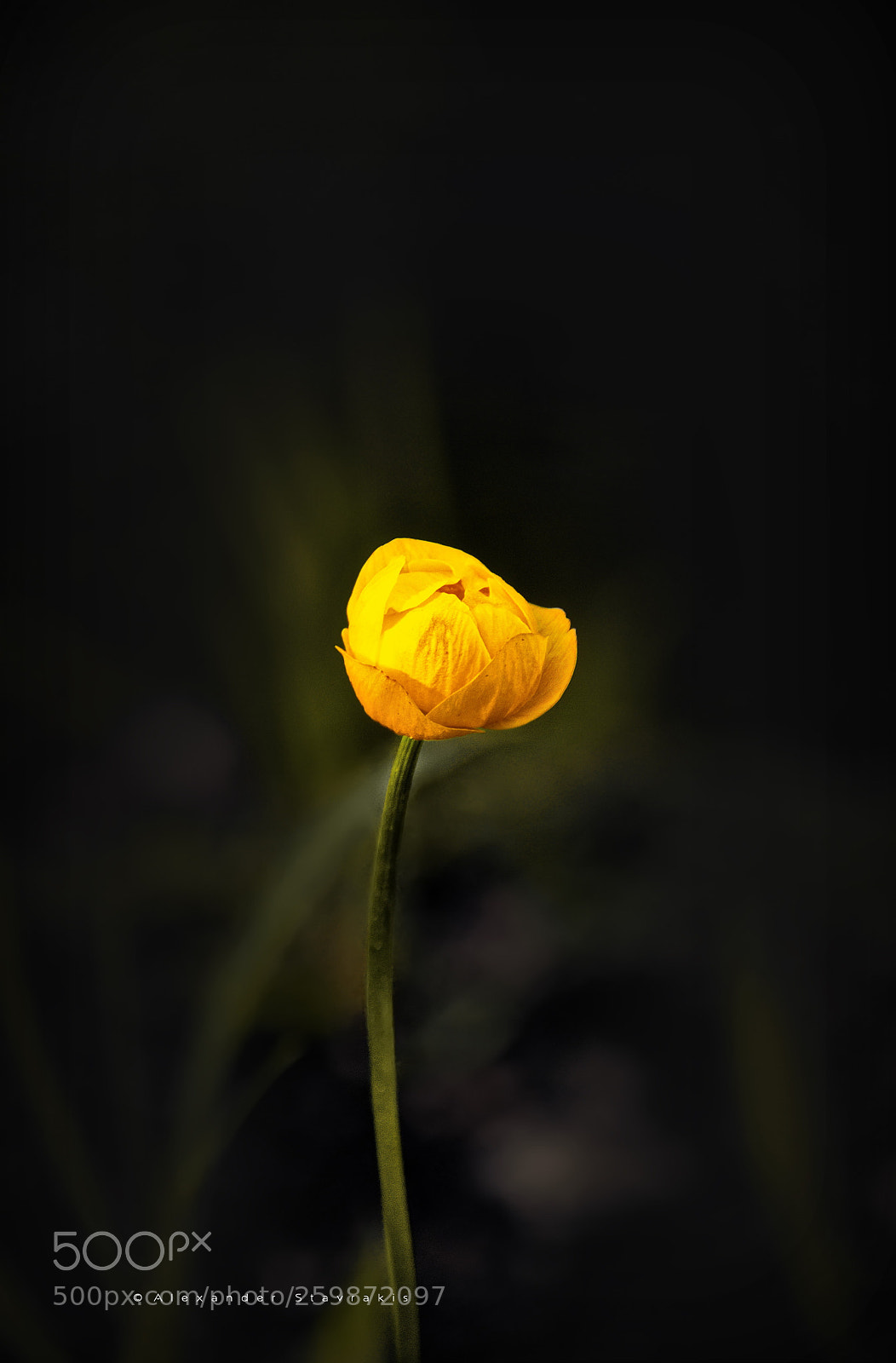 Nikon D3100 sample photo. ..yellow.. photography