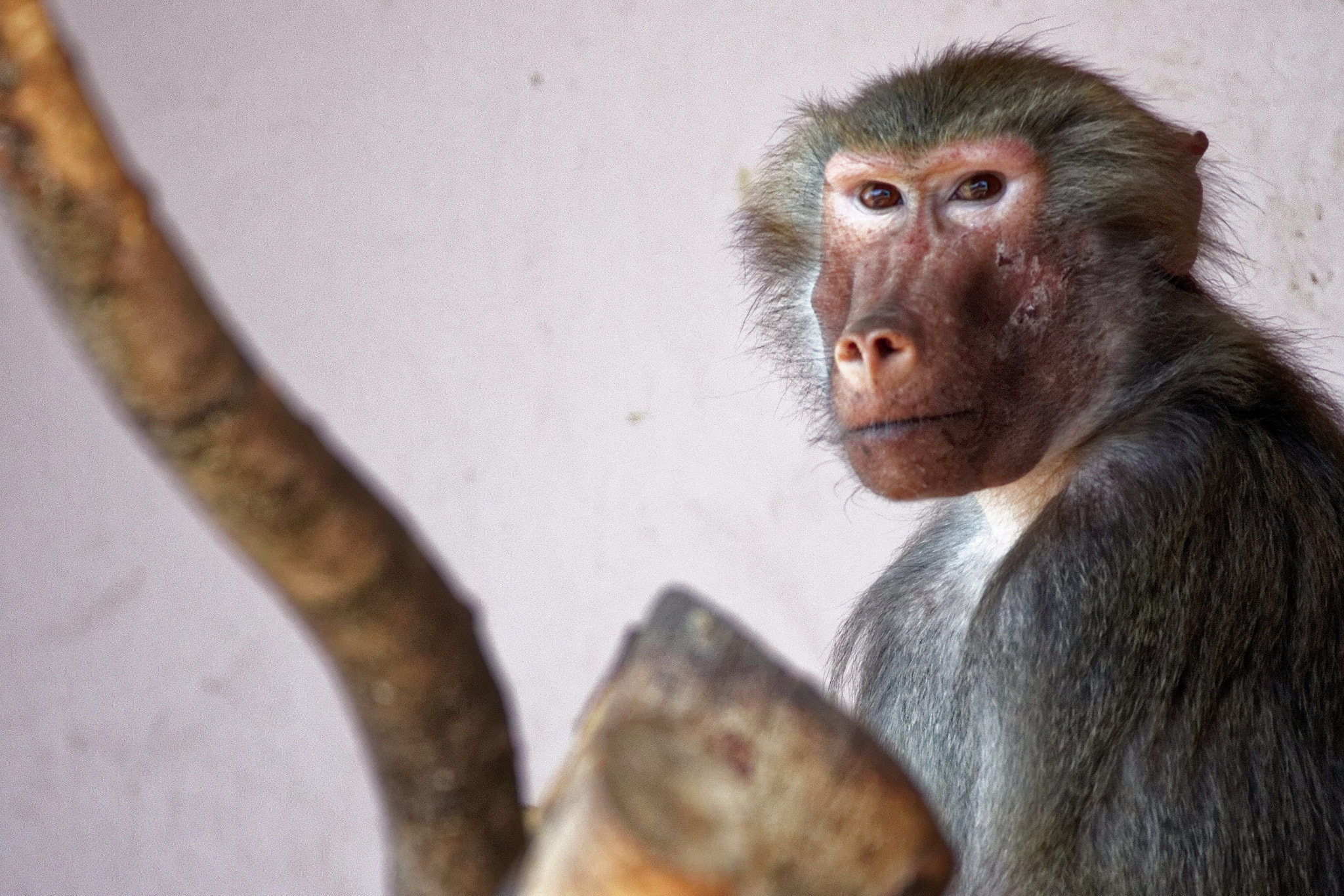 Sigma 150-600mm F5-6.3 DG OS HSM | C sample photo. Monkey - i see you photography