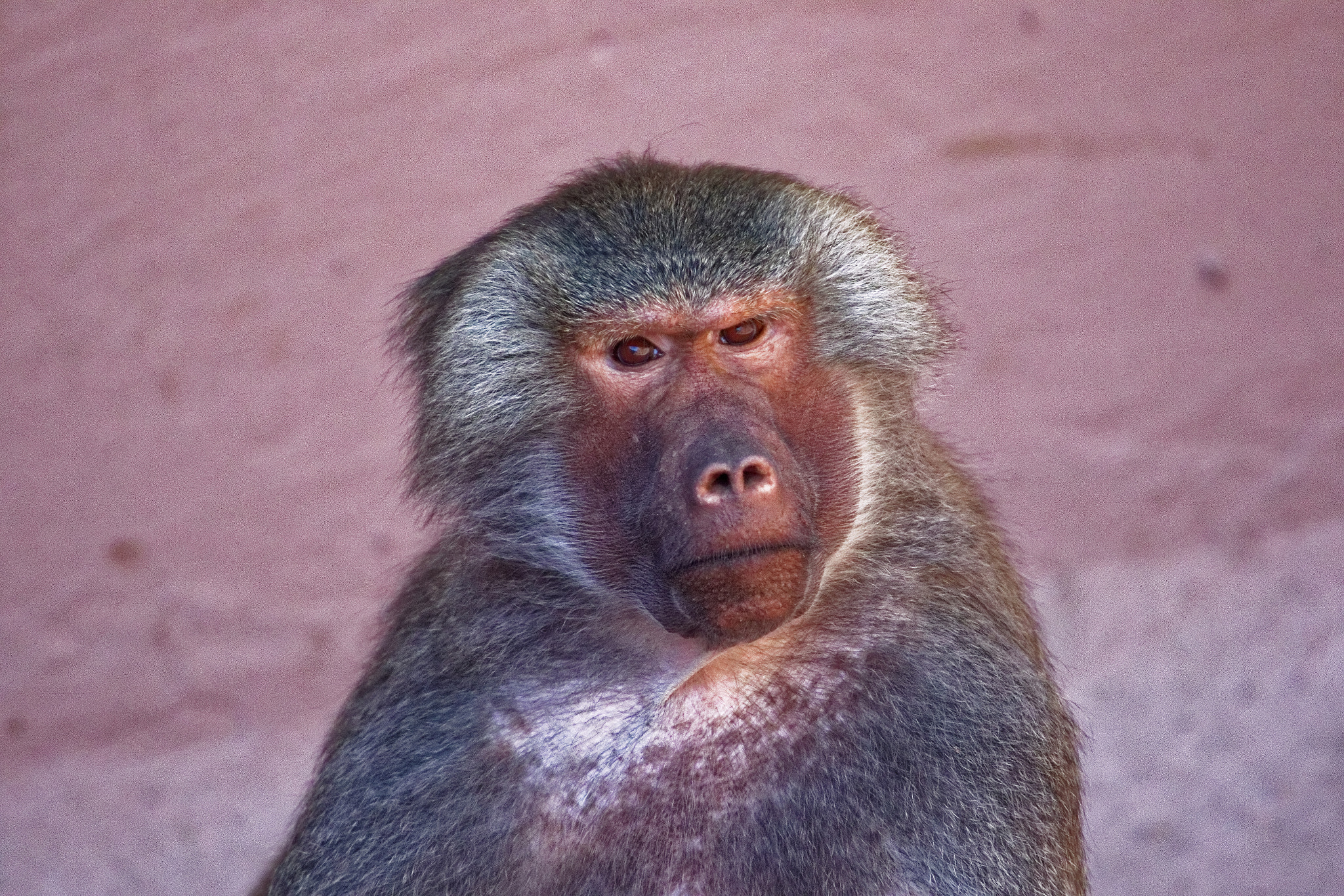 Sigma 150-600mm F5-6.3 DG OS HSM | C sample photo. Monkey in negotiation photography