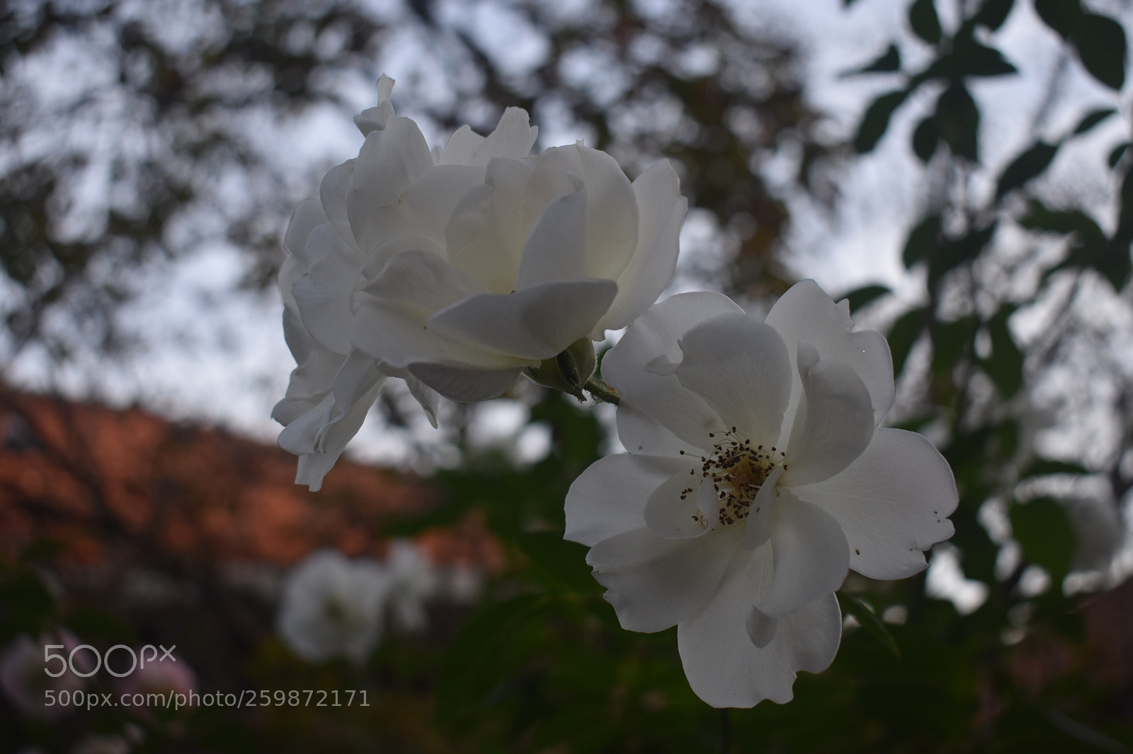 Nikon D3400 sample photo. Beauty at dawn photography