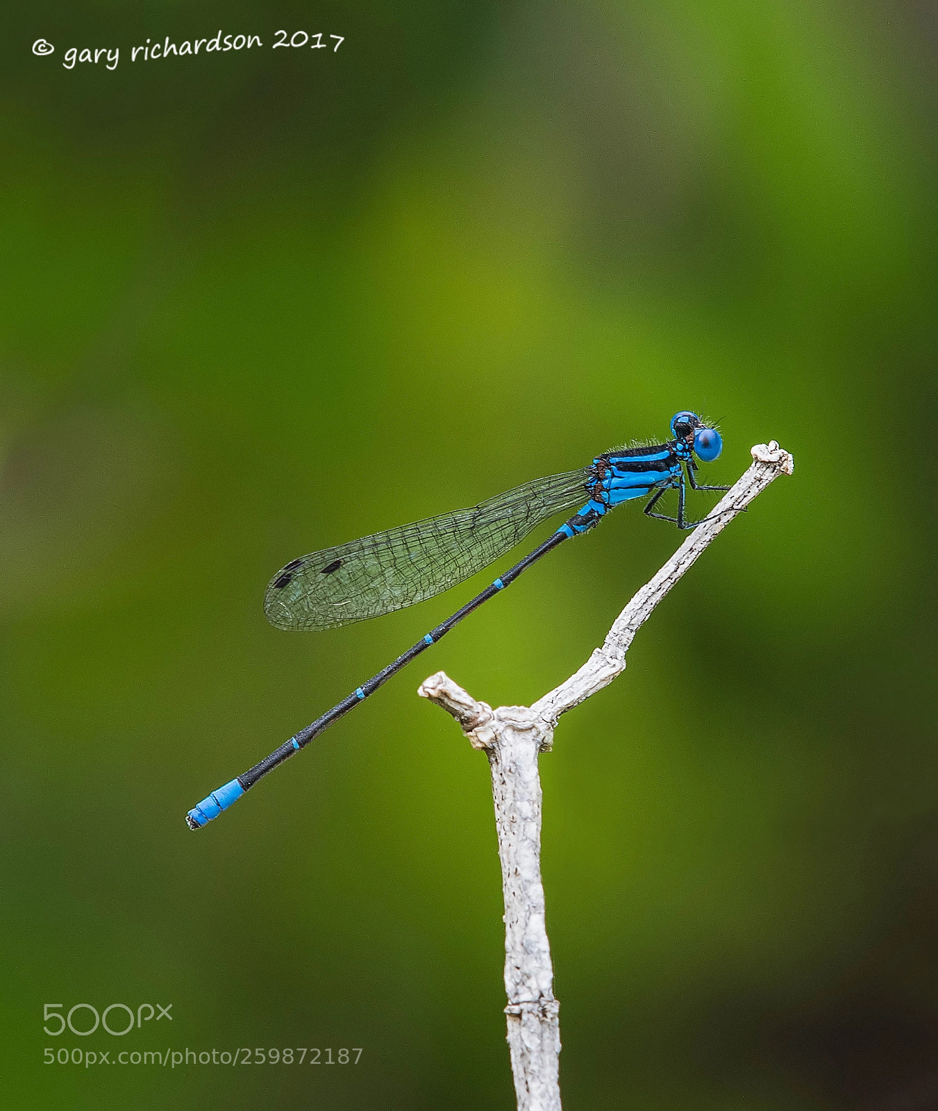Nikon D500 sample photo. Blue ringed dancer yucatan photography