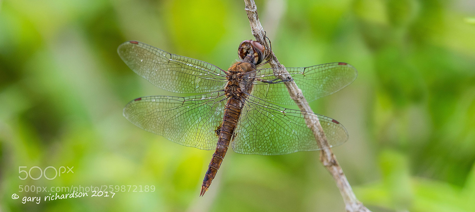 Nikon D500 sample photo. Spot winged glider yucatan photography