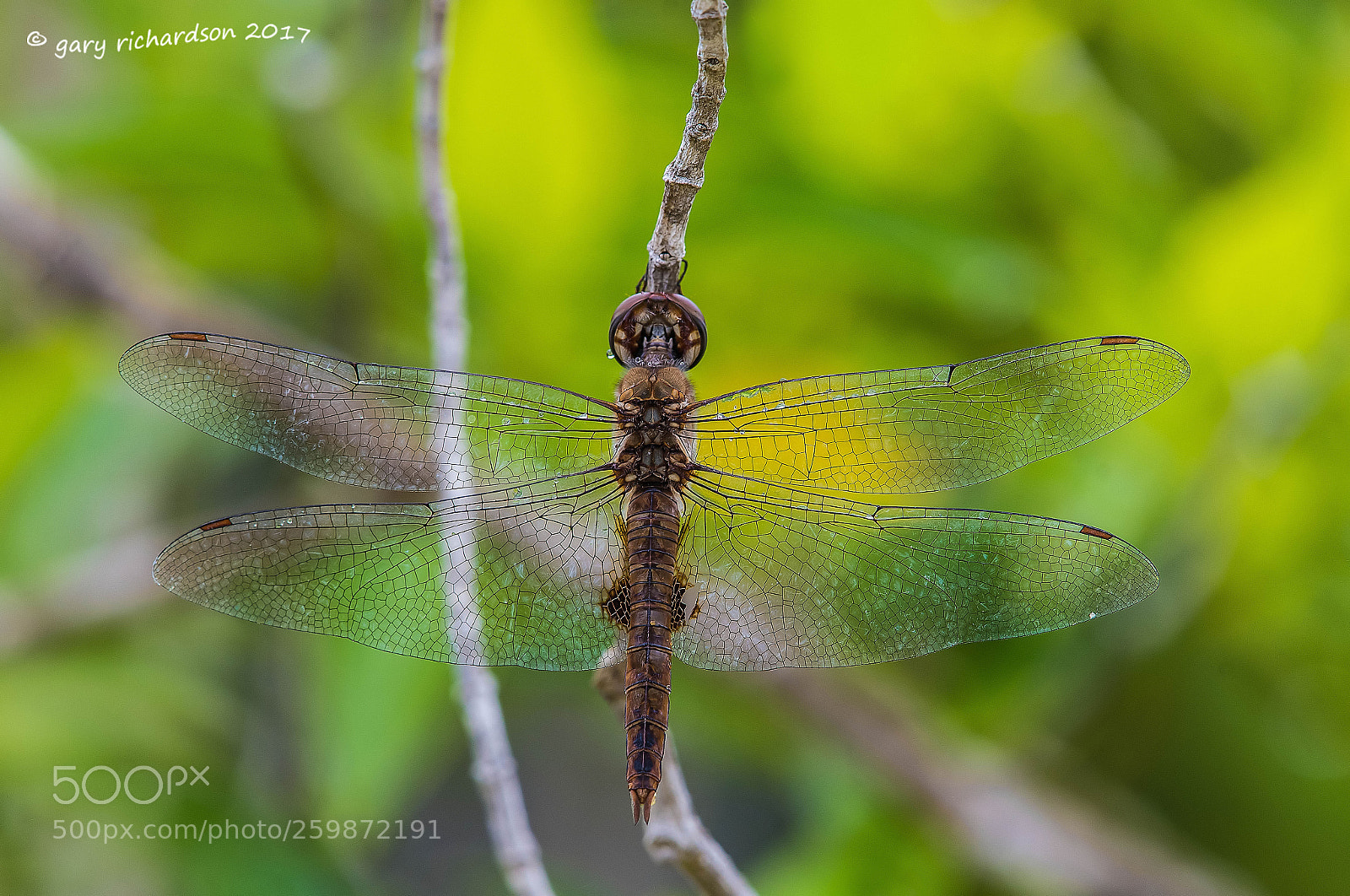Nikon D500 sample photo. Spot winged glider yucatan photography