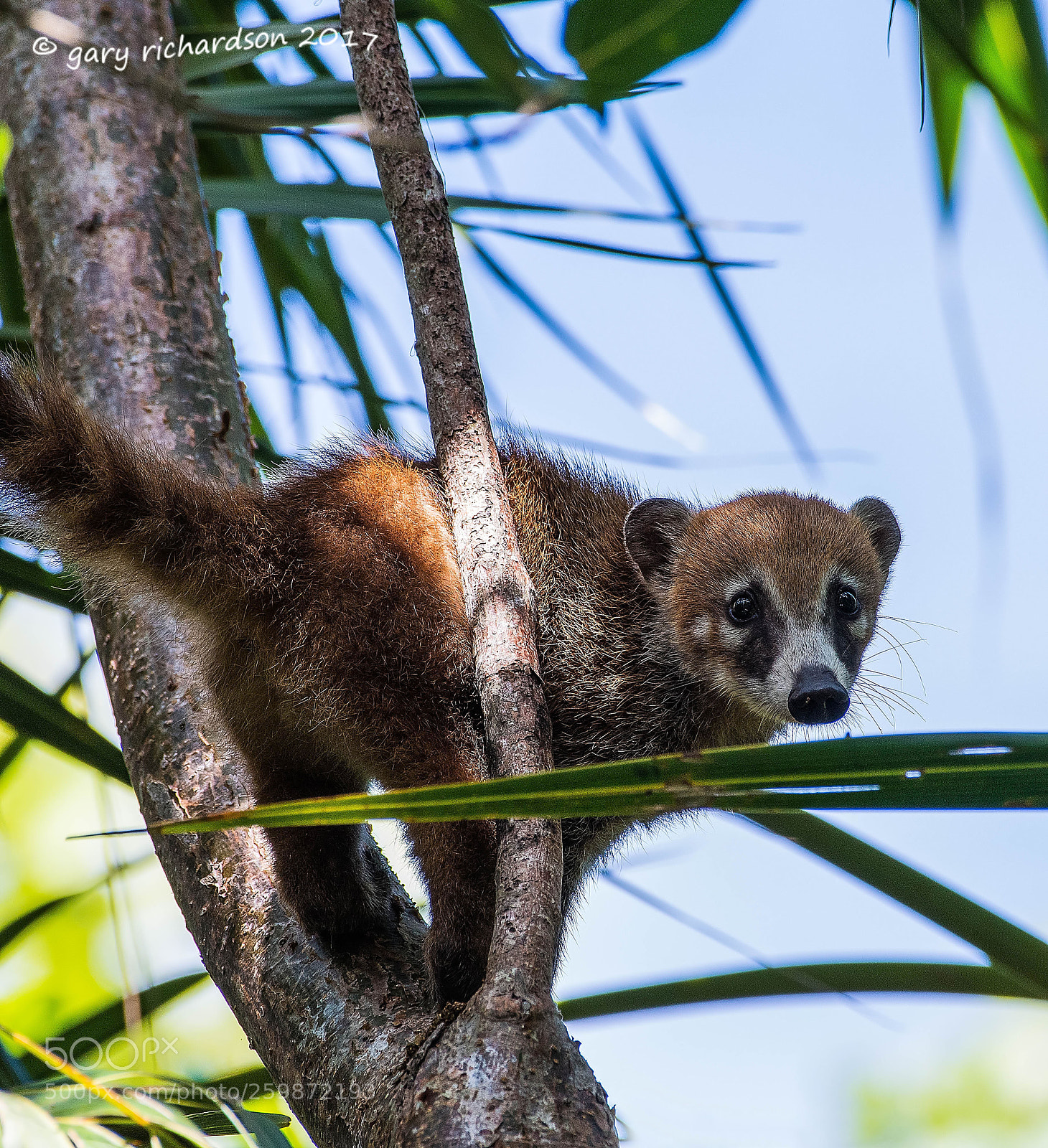 Nikon D500 sample photo. White nosed coati yucatan photography