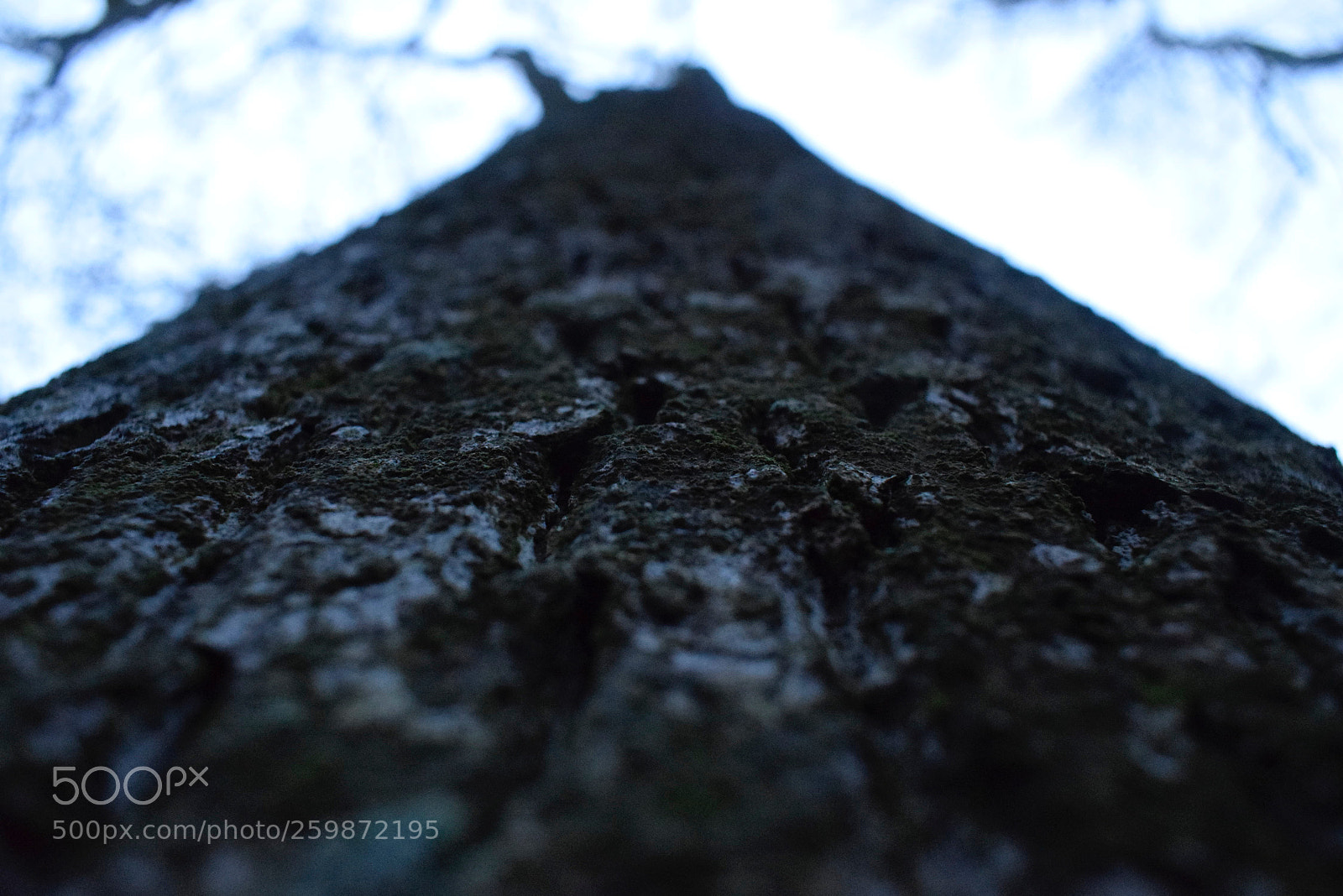 Nikon D3300 sample photo. Up photography