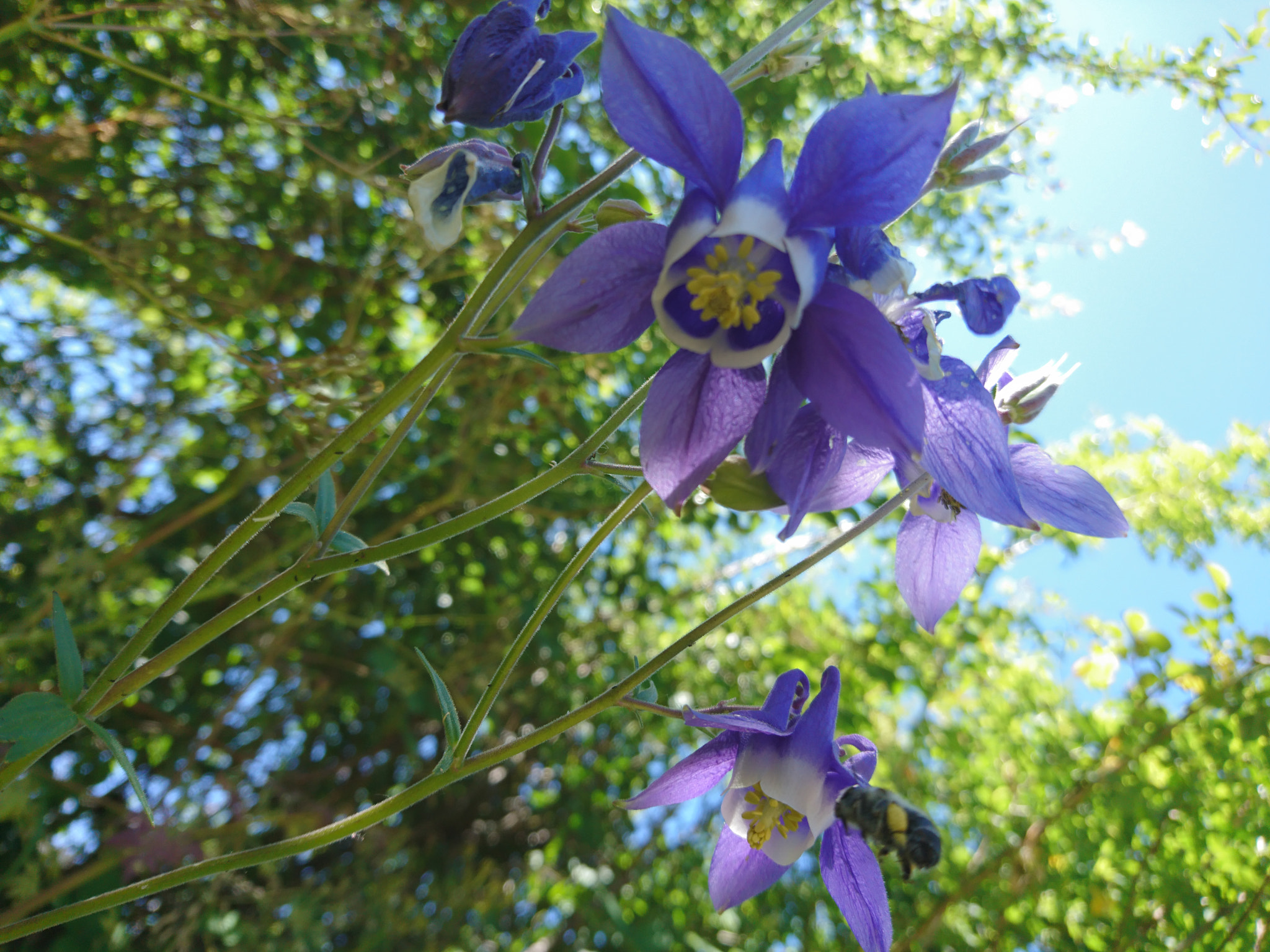 Sony Xperia X sample photo