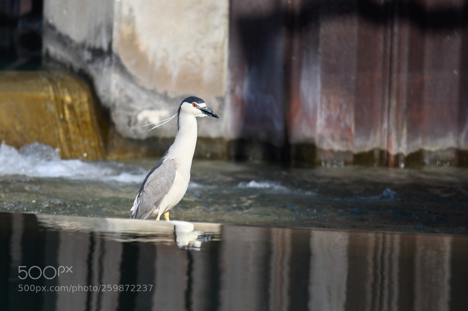 Nikon D850 sample photo. Black crowned night heron photography