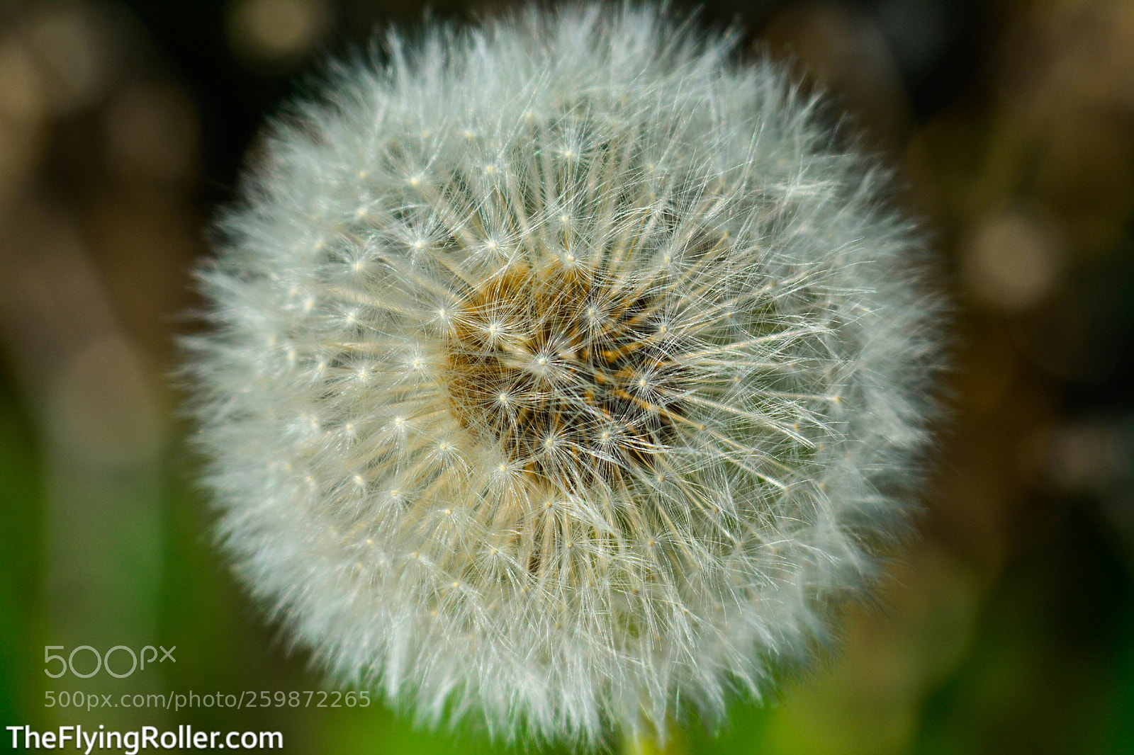 Nikon D5200 sample photo. Make a wish photography