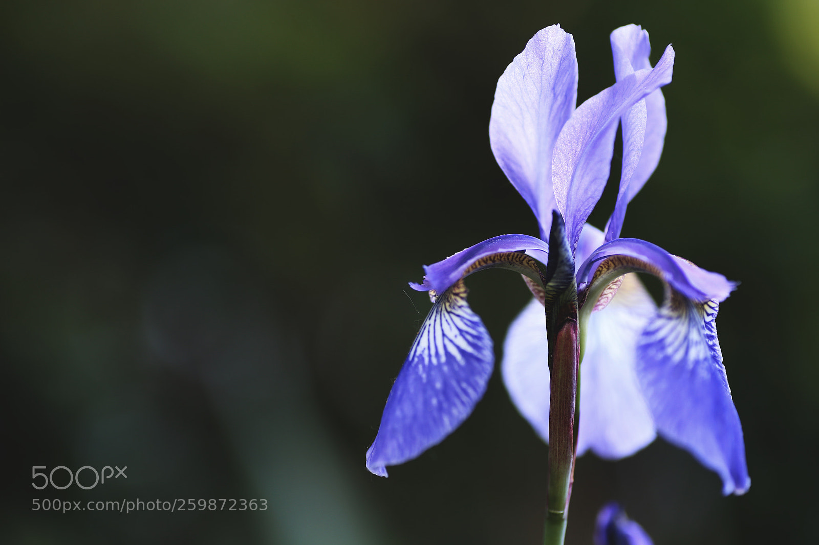 Canon EOS 6D sample photo. Princ photography