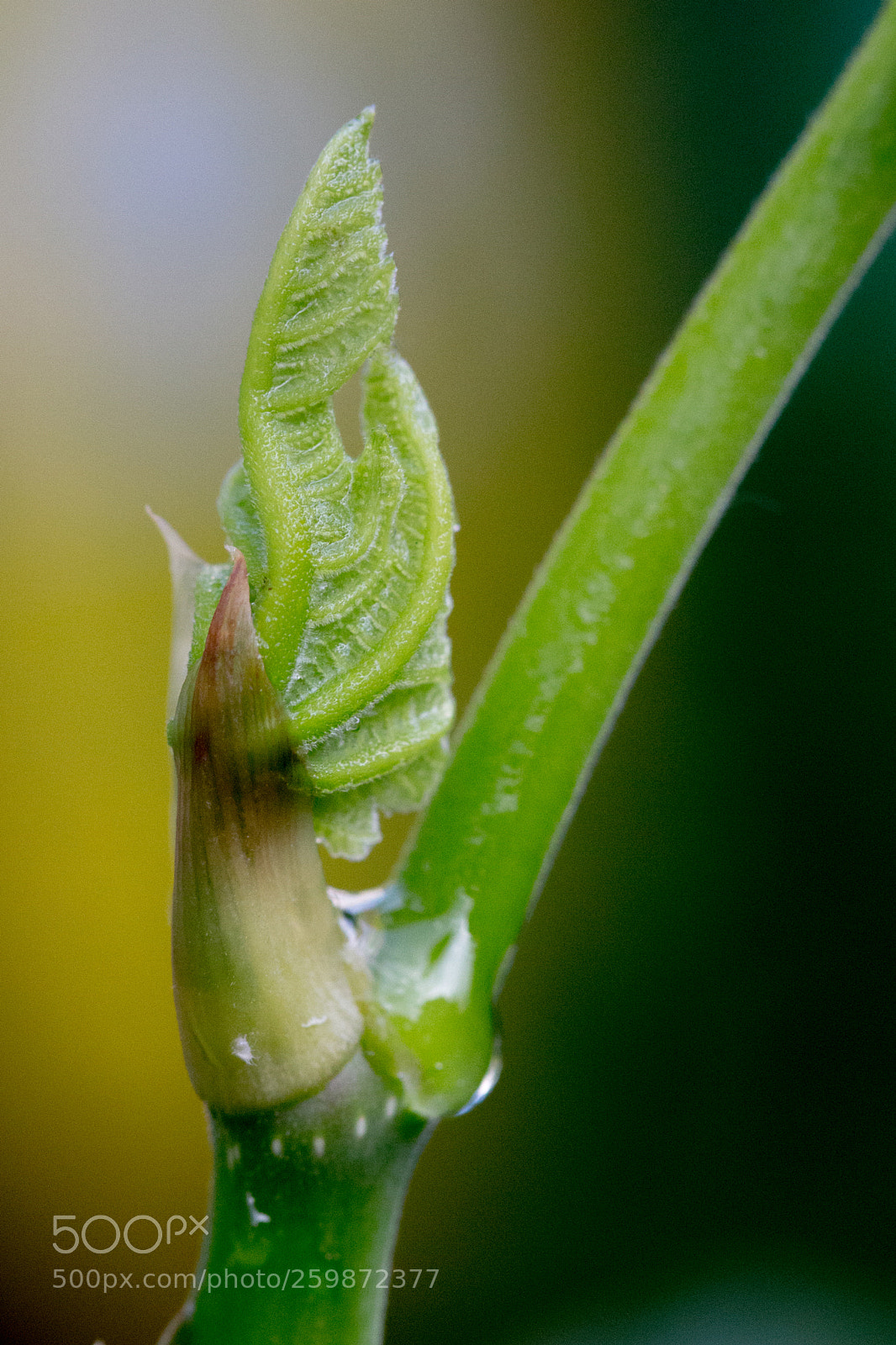 Canon EOS 700D (EOS Rebel T5i / EOS Kiss X7i) sample photo. L'éveil (awakening) photography