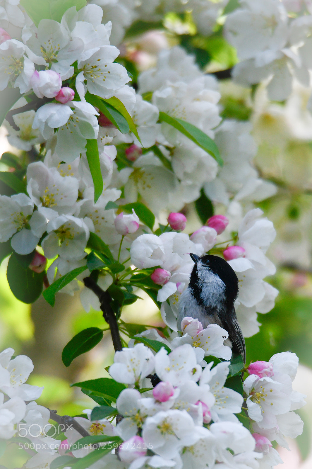Nikon D850 sample photo. Among flowers - black-capped photography