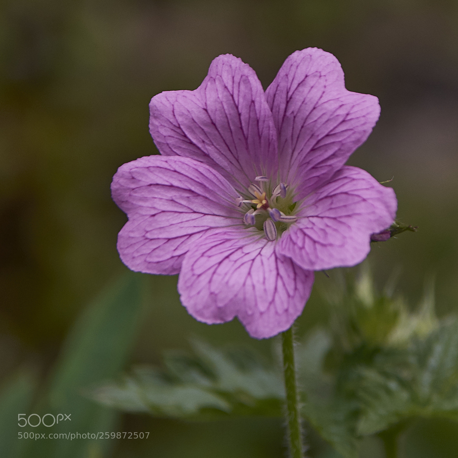 Nikon D7200 sample photo. Mallow photography