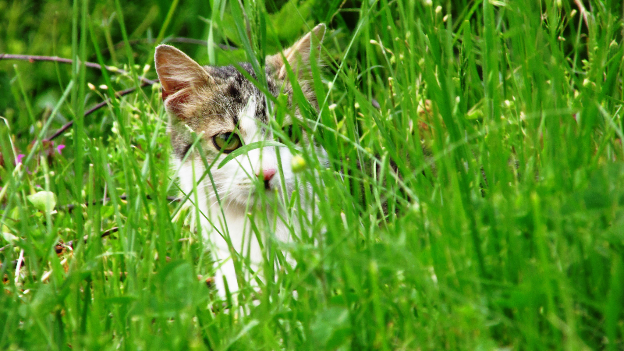 Canon PowerShot SX160 IS sample photo. Cat hiding in grass photography