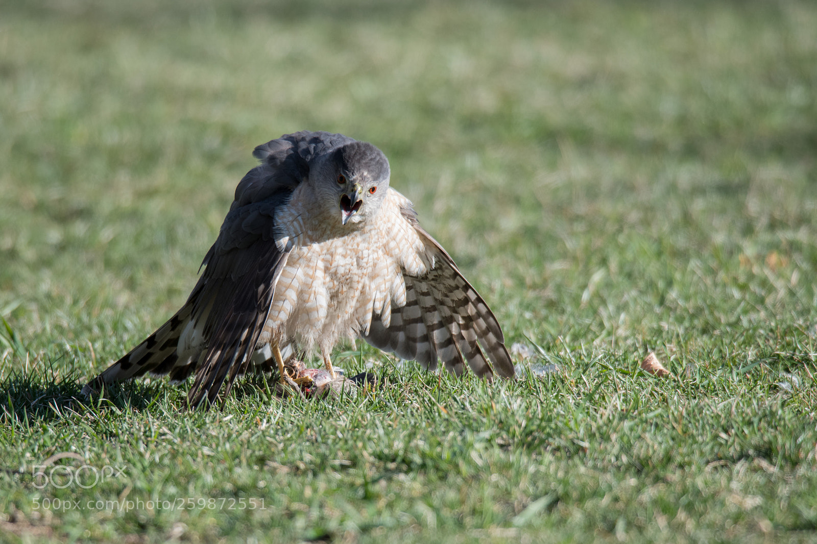 Nikon D850 sample photo. Cooper's hawk with prey photography