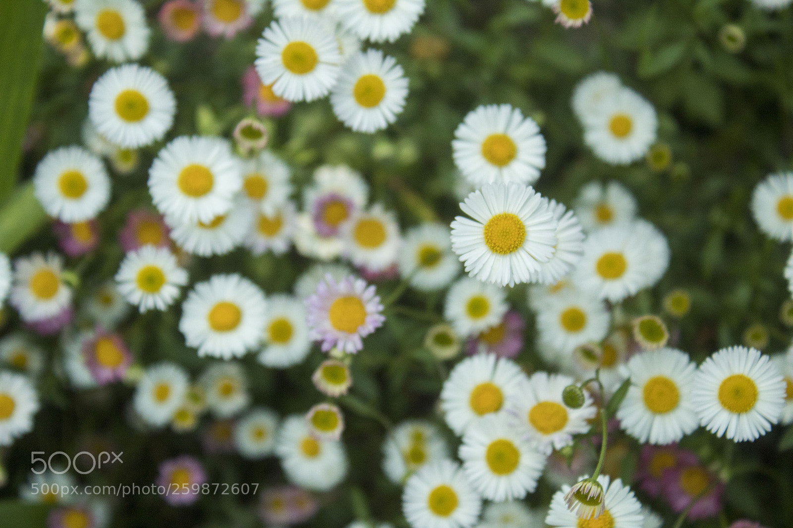 Canon EOS 1300D (EOS Rebel T6 / EOS Kiss X80) sample photo. Daisy photography