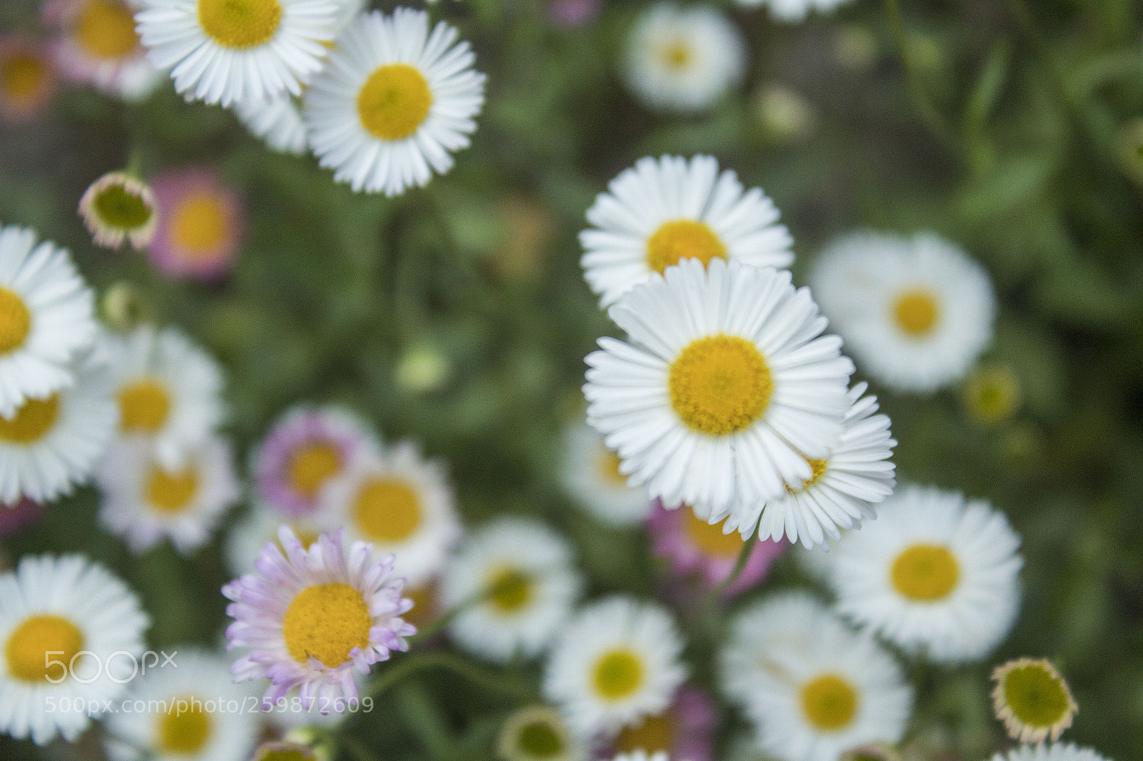 Canon EOS 1300D (EOS Rebel T6 / EOS Kiss X80) sample photo. Daisy photography