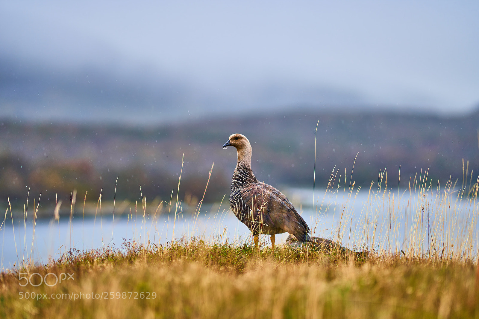 Sony a99 II sample photo. Magallanica bustard in the photography