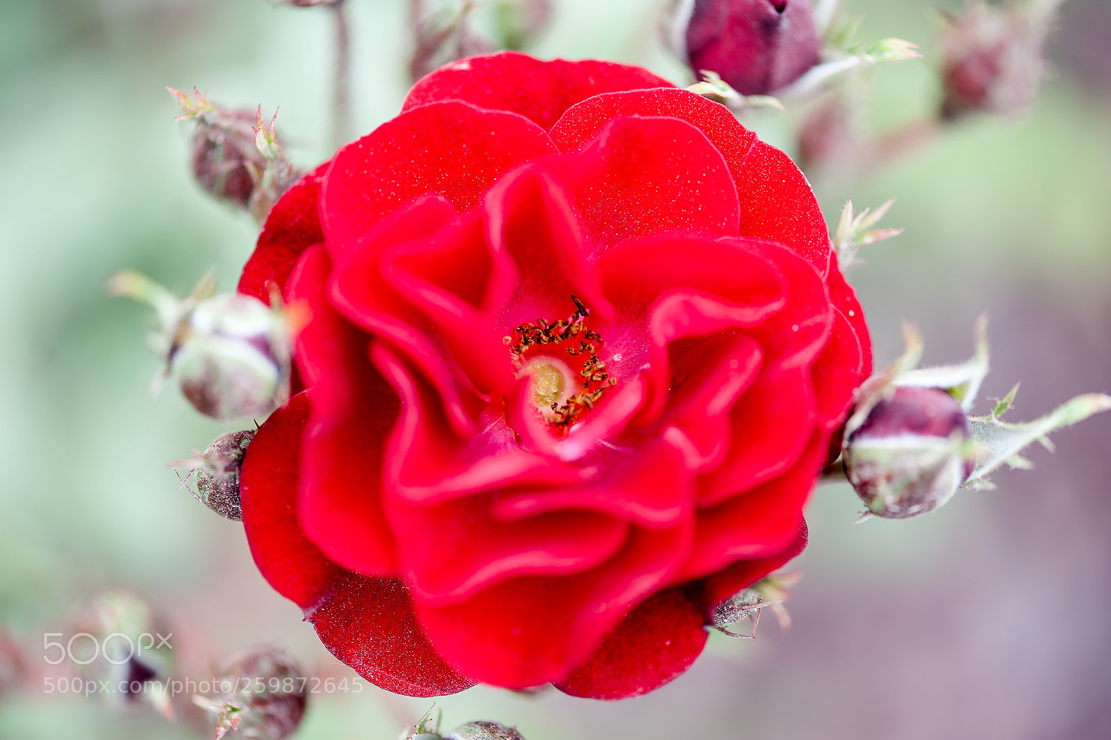 Nikon D700 sample photo. Red rose blossoms photography