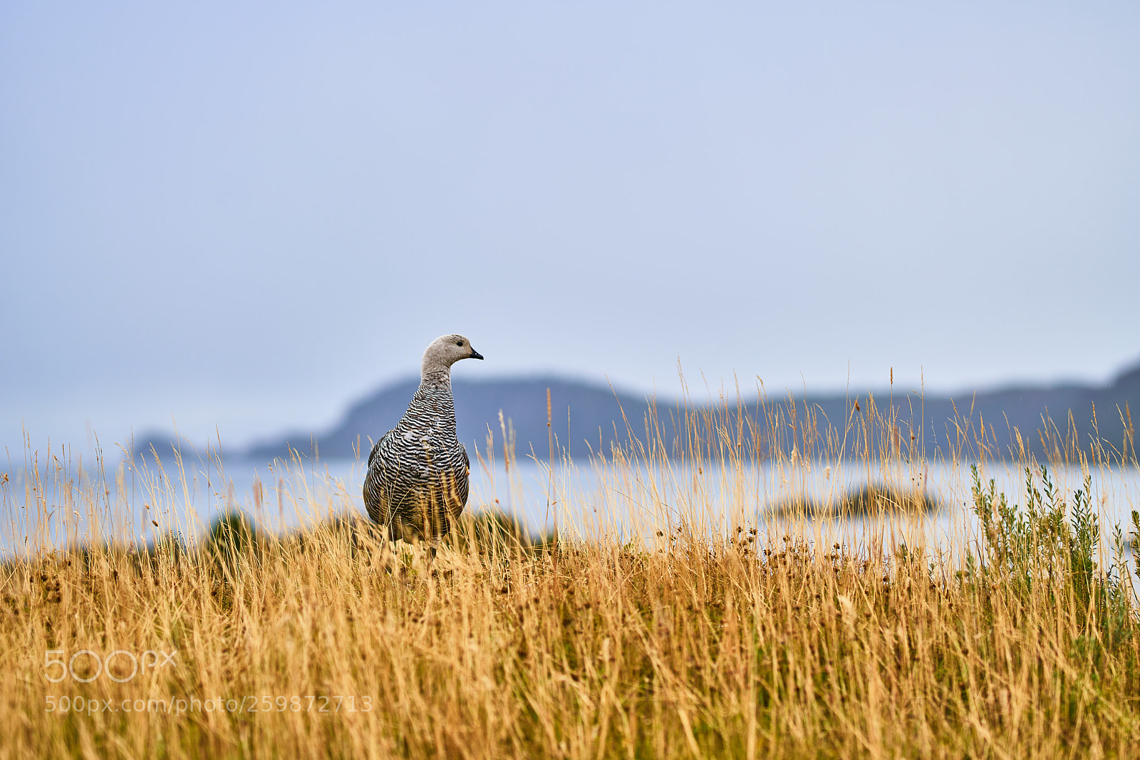 Sony a99 II sample photo. Magallanica bustard in the photography