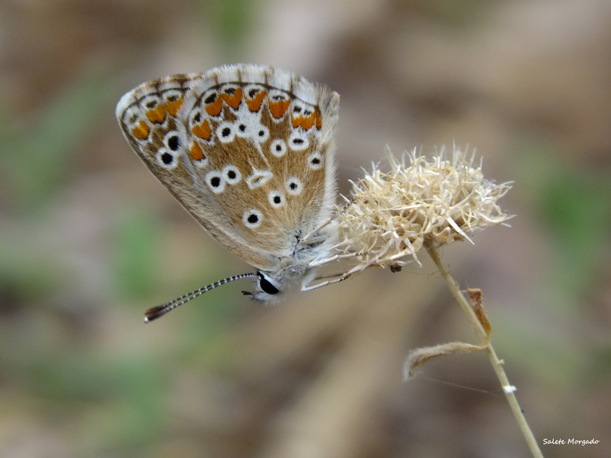 Fujifilm FinePix HS30EXR sample photo. Butterfly photography