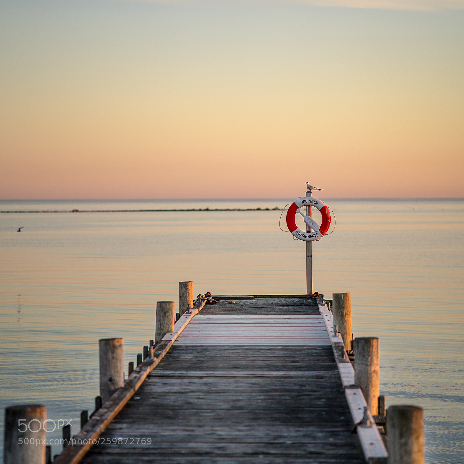 Sony a7R III sample photo. Nidingen bird on lifebuoy photography