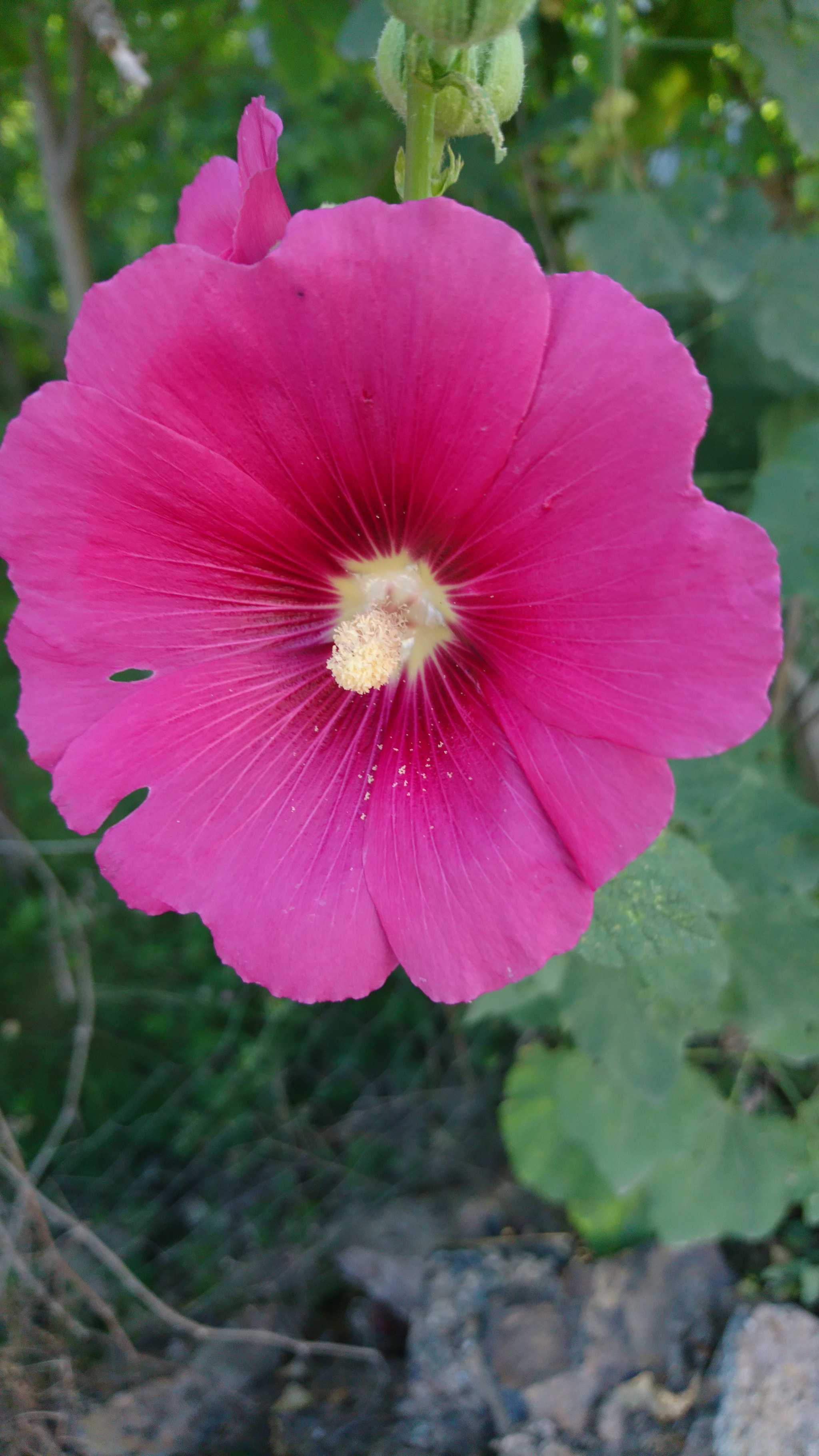 Sony Xperia X sample photo