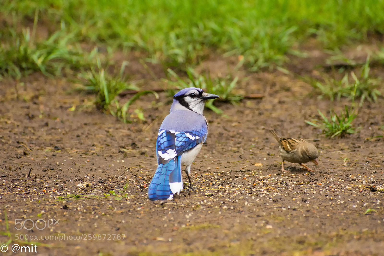 Nikon D7200 sample photo. Blue jay photography