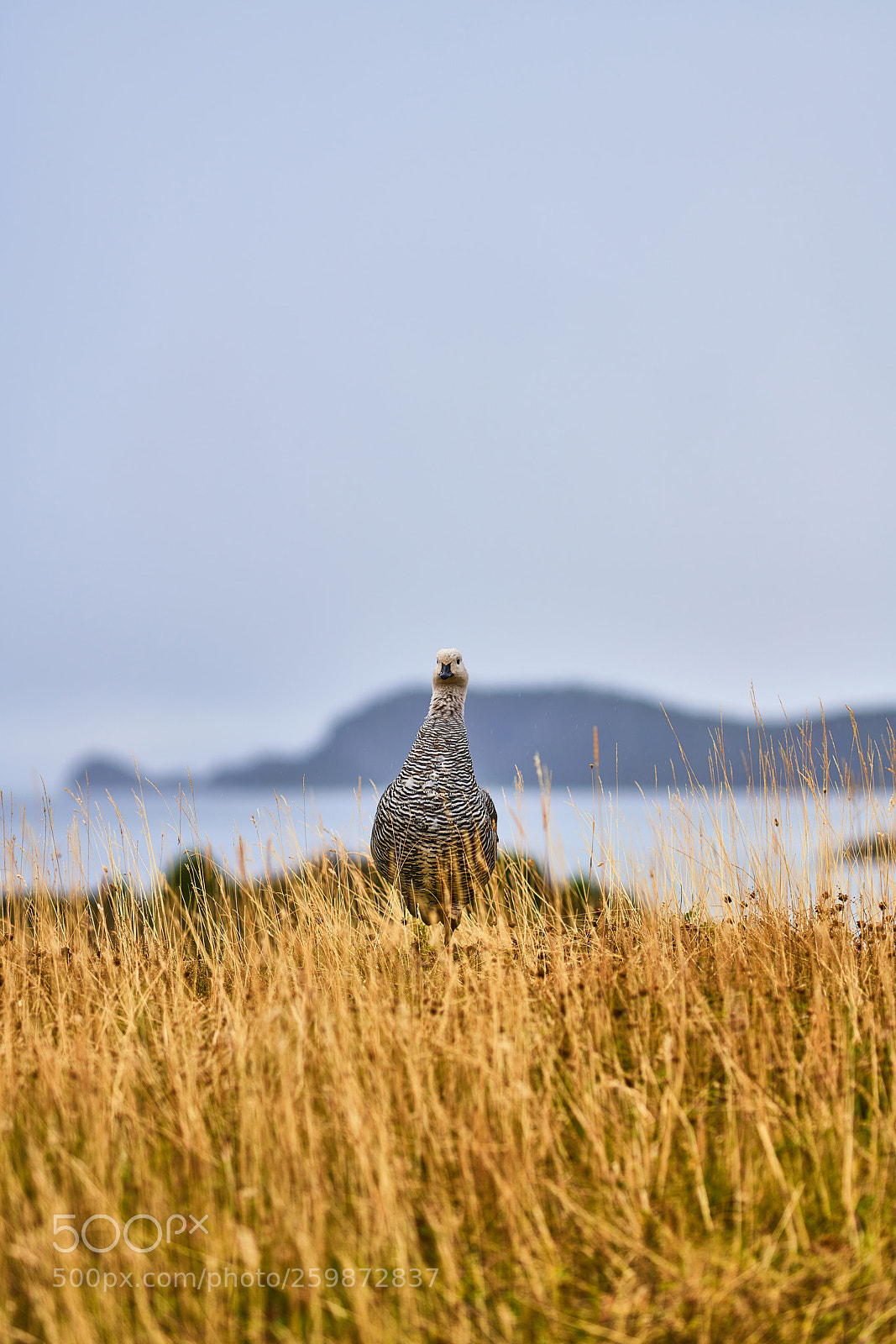Sony a99 II sample photo. Magallanica bustard in the photography