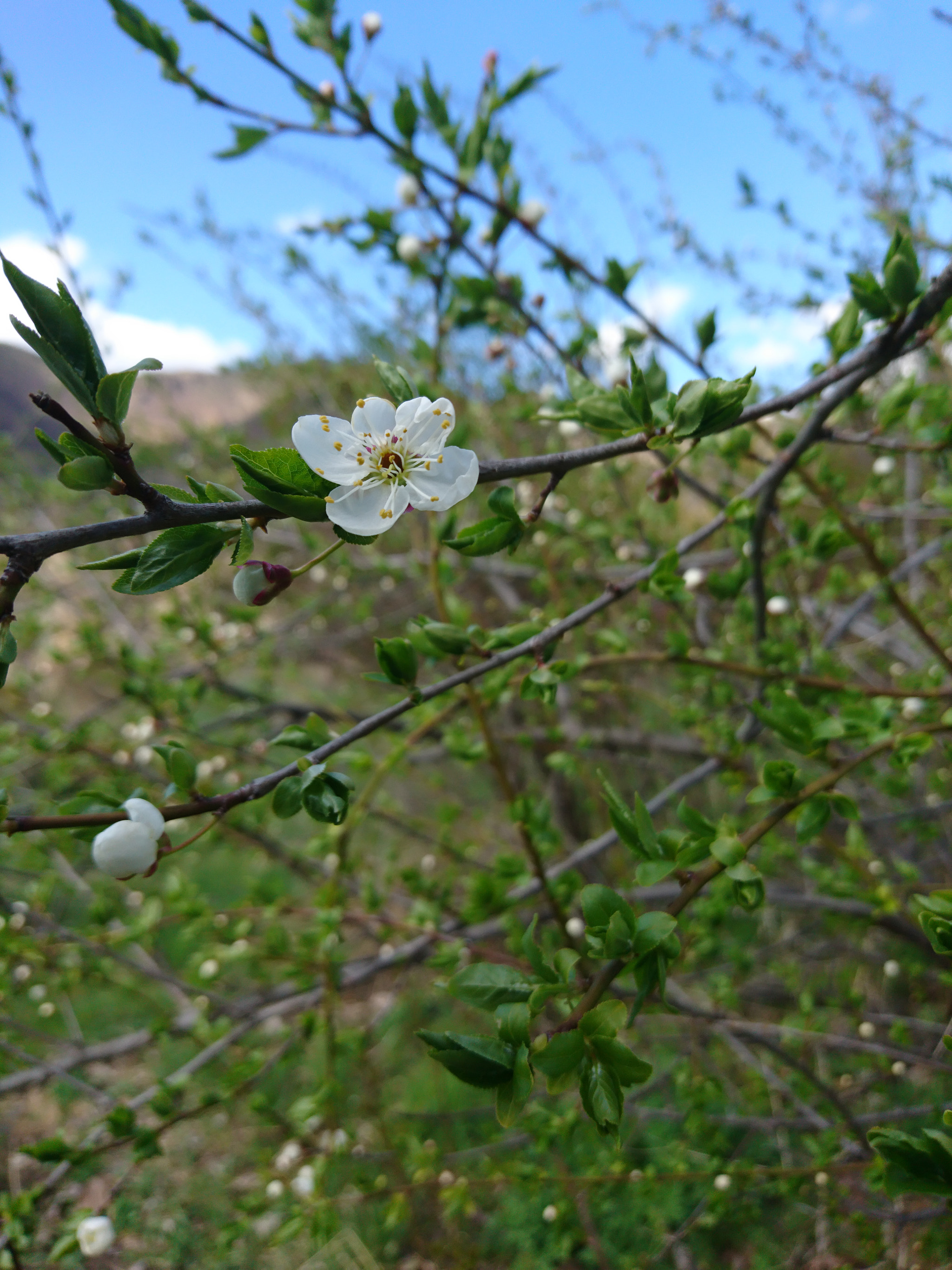 Sony Xperia X sample photo