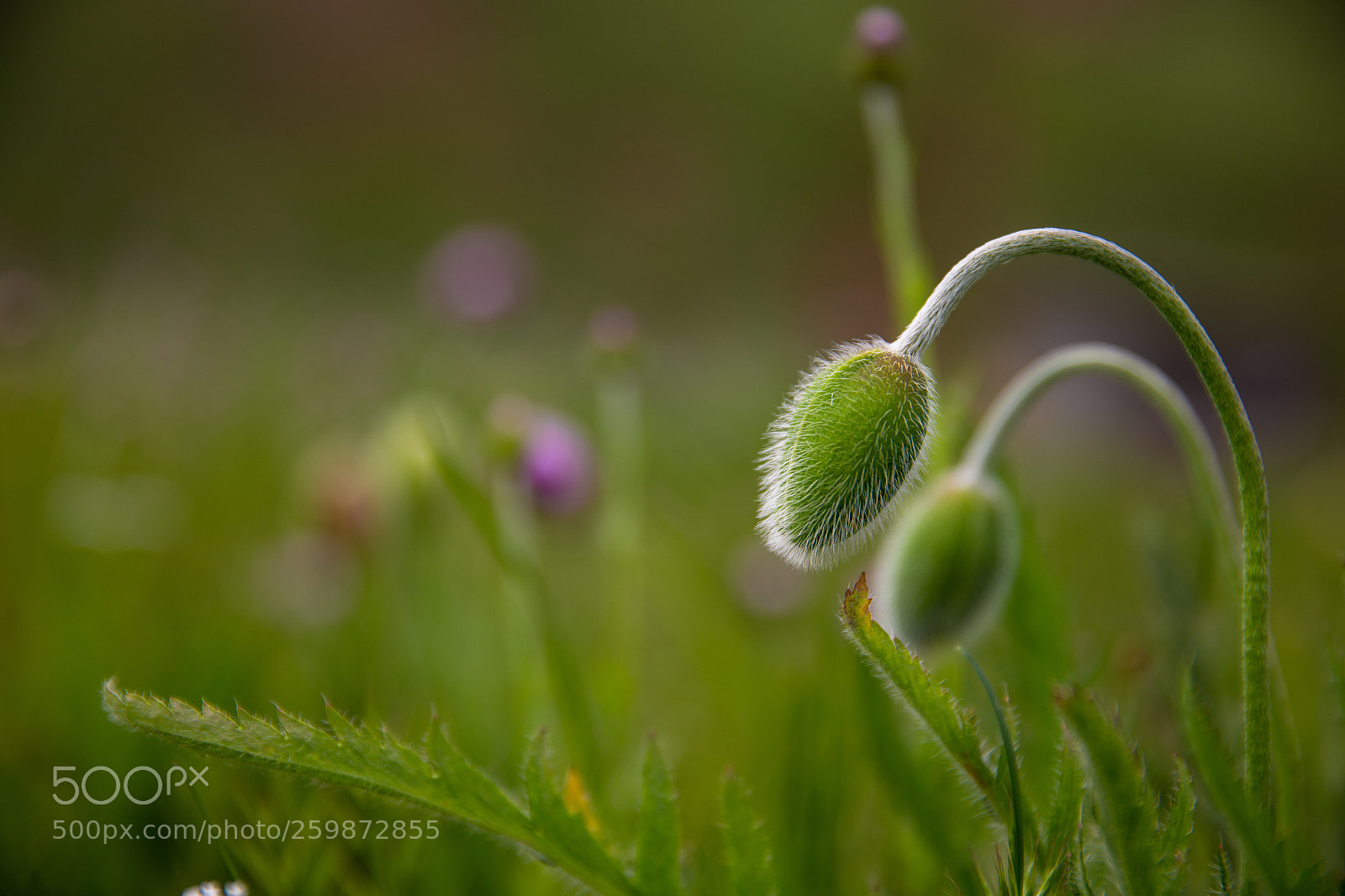 Canon EOS 6D sample photo. Untitled photography