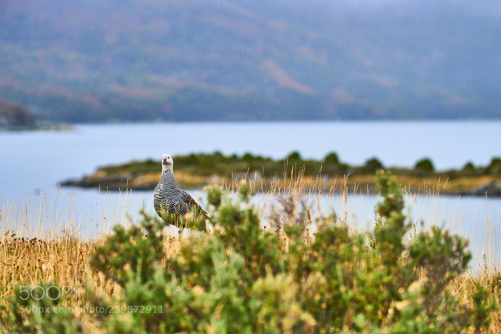 Sony a99 II sample photo. Magallanica bustard in the photography