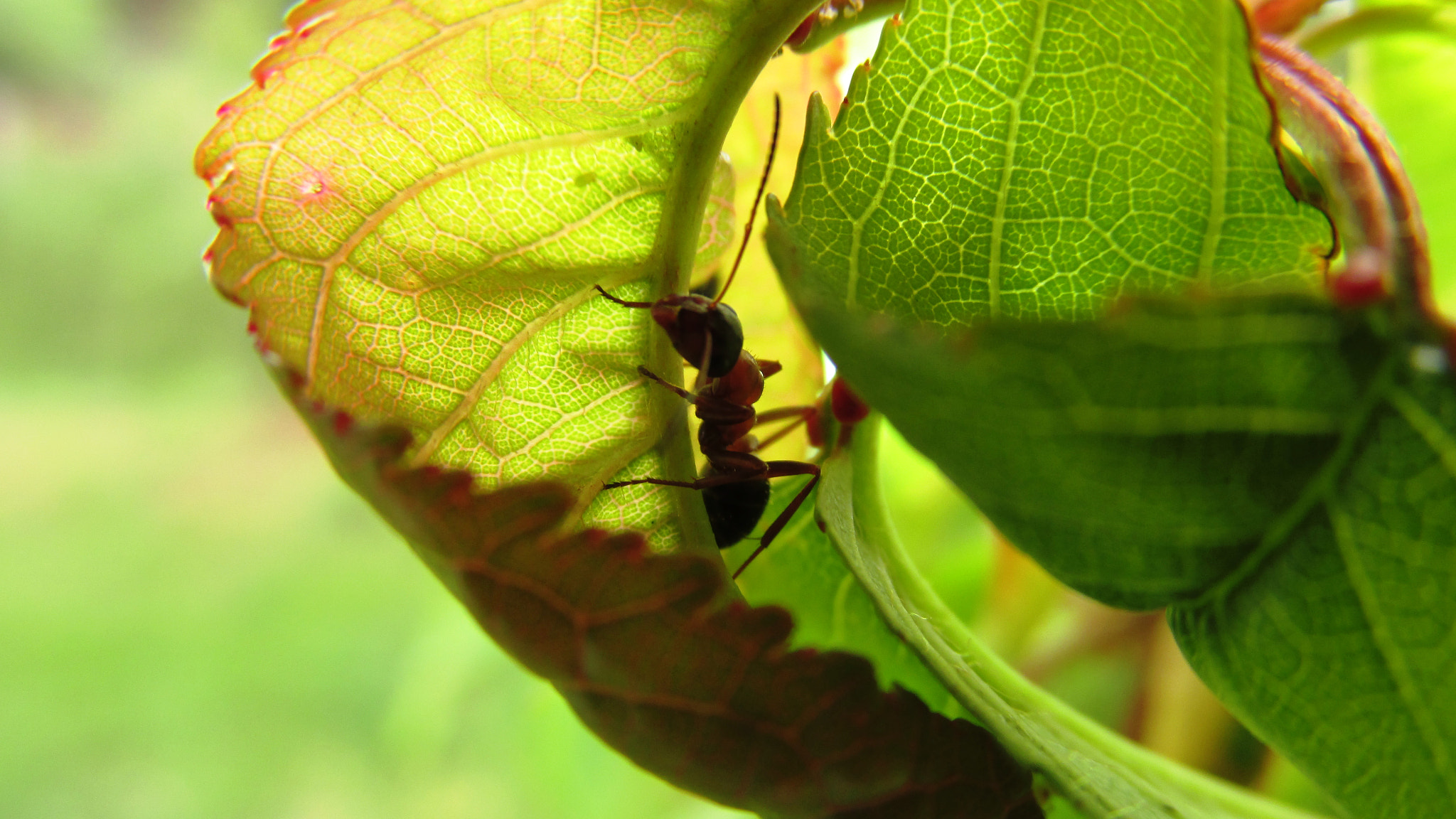 Canon PowerShot SX160 IS sample photo. Ant on a leaf photography