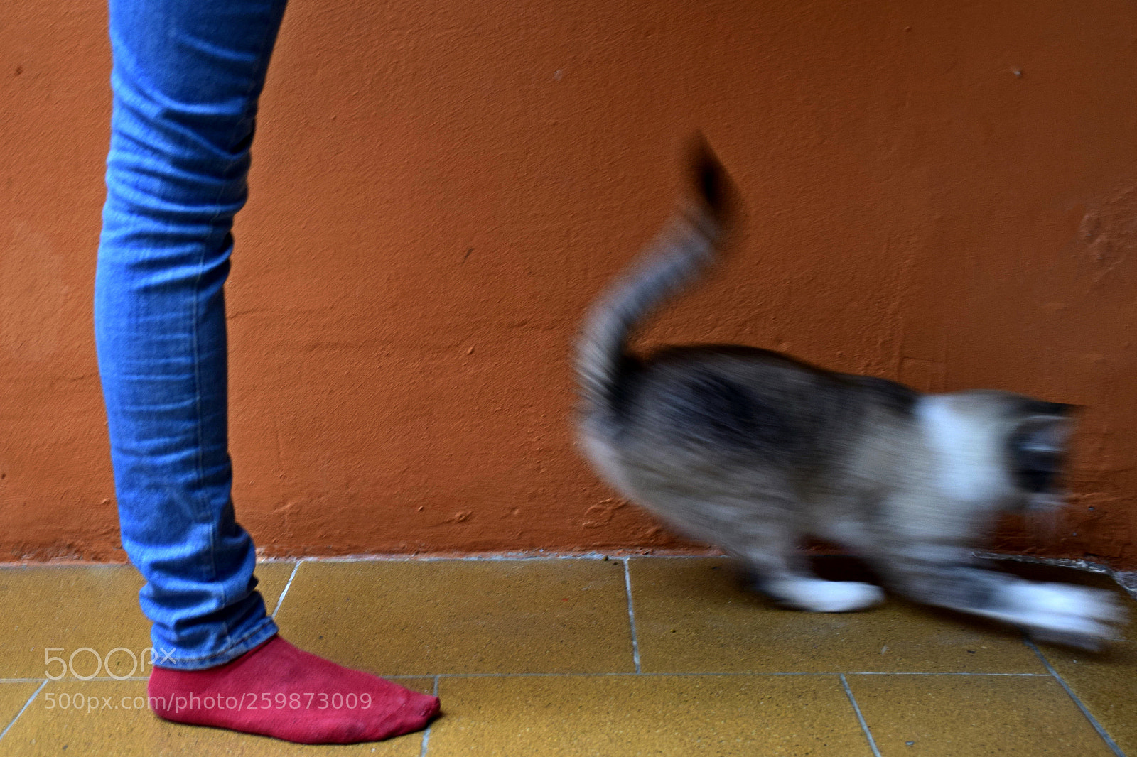 Nikon D5300 sample photo. Pierna y gato photography