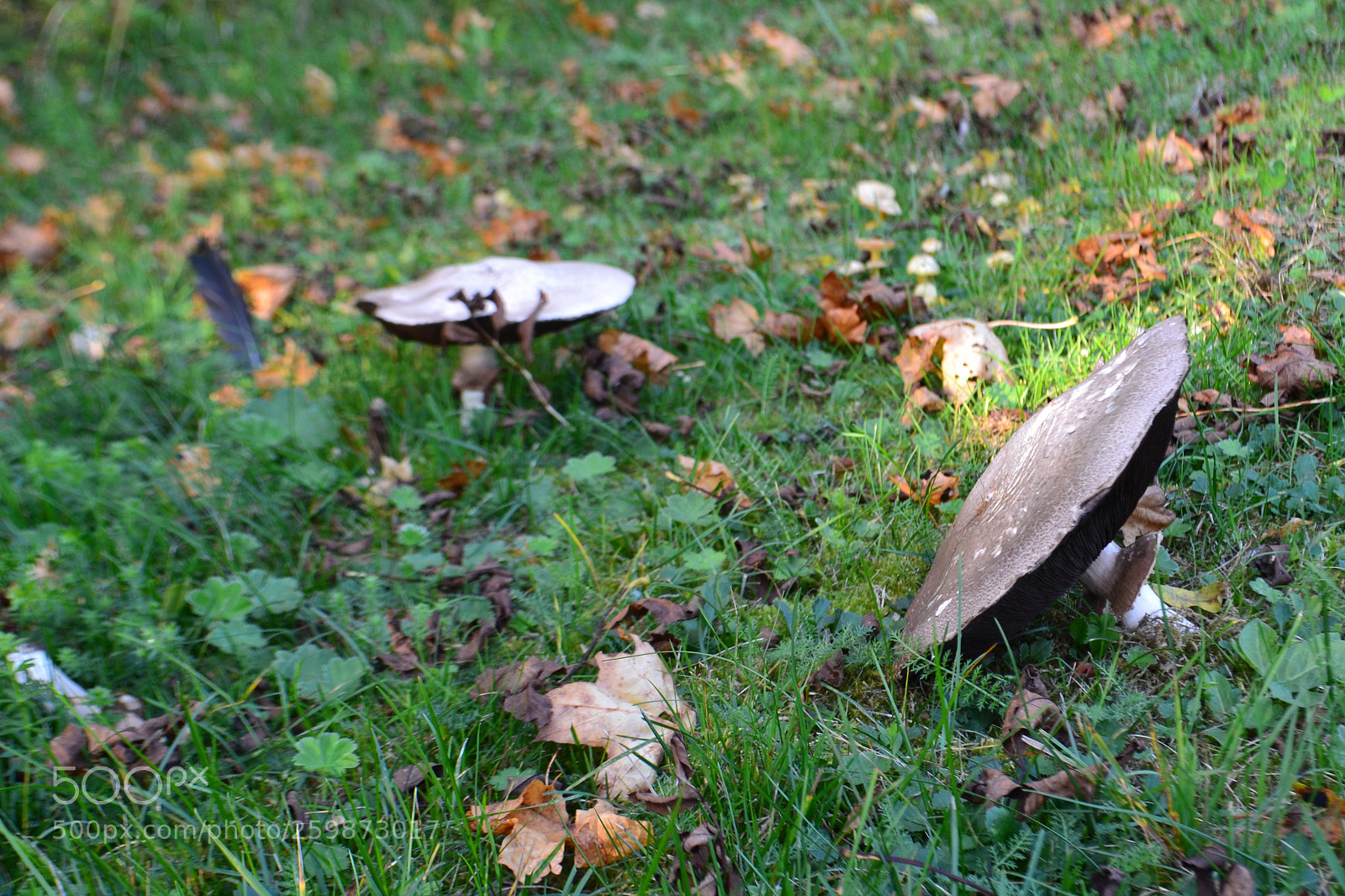 Nikon D3100 sample photo. Tipped over photography