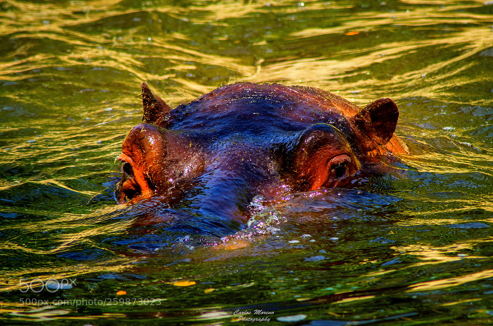 Nikon D7000 sample photo. "submerged" photography