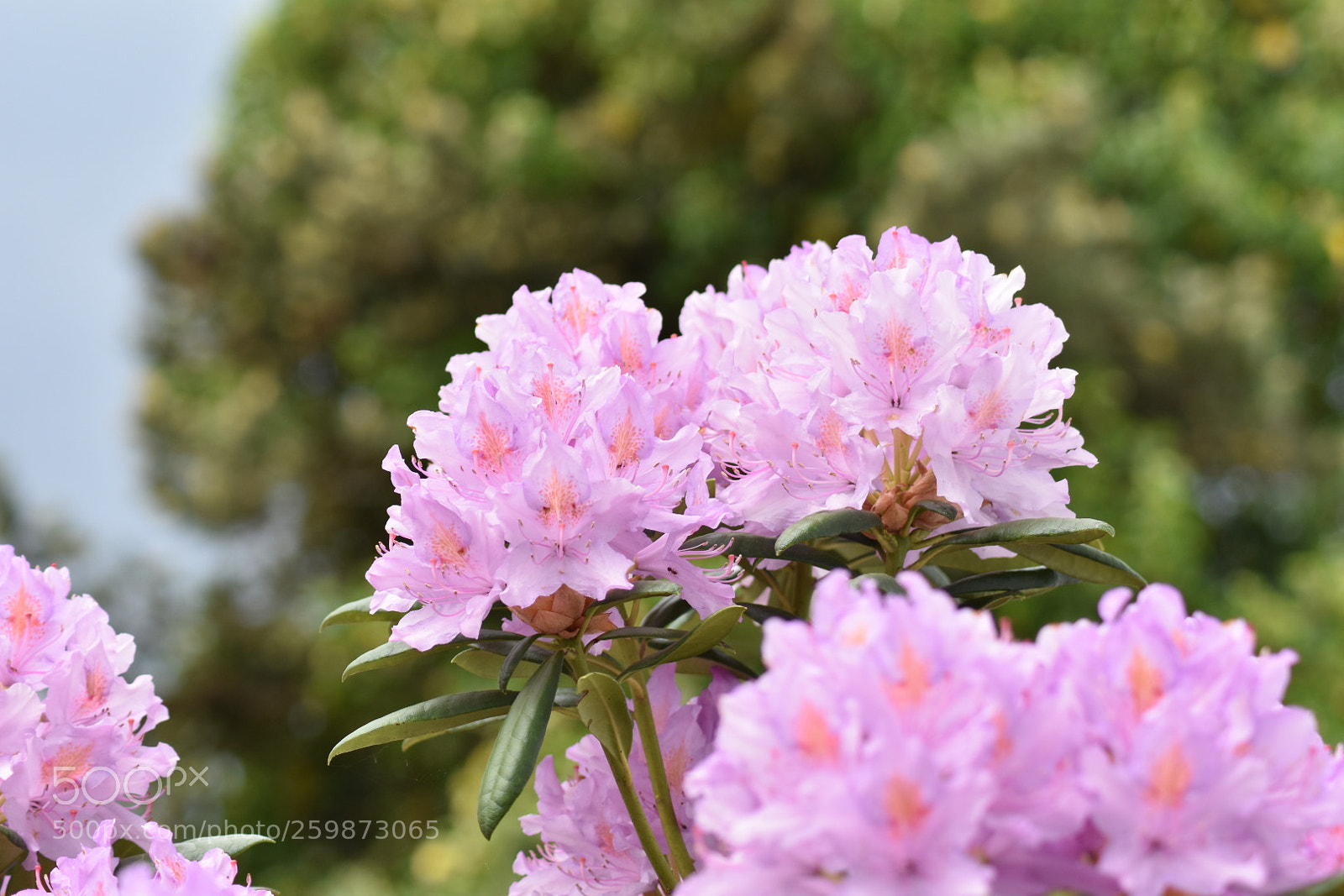 Nikon D3400 sample photo. Fleur du printemps photography
