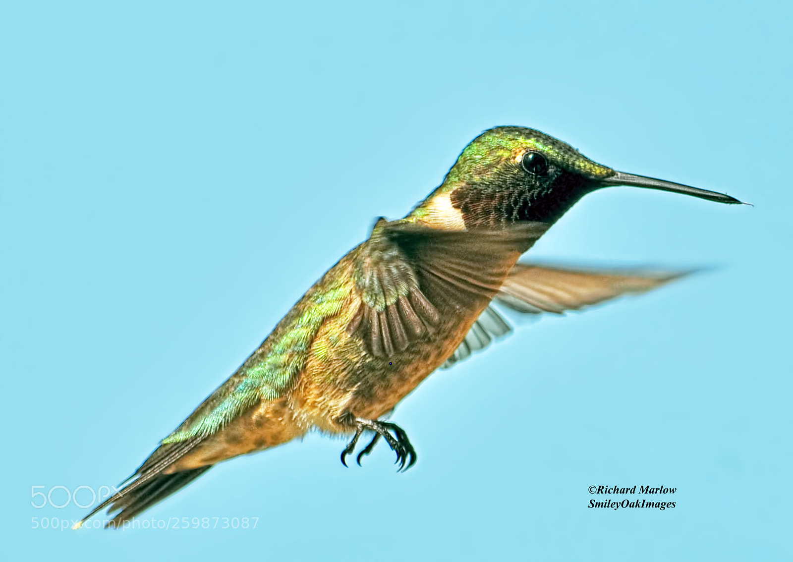 Nikon D5000 sample photo. Hummingbird photography