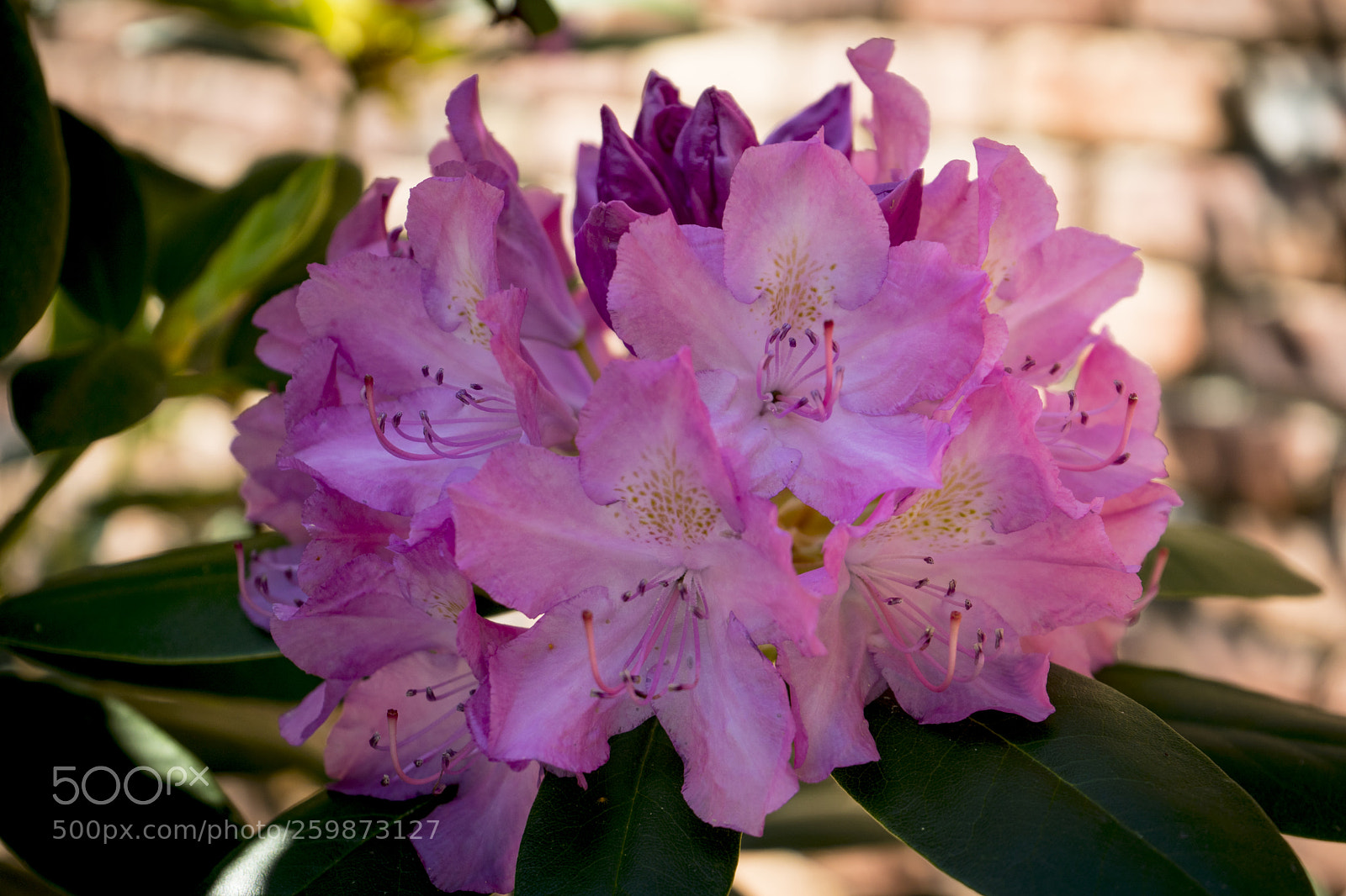 Sony a7 sample photo. Blooming with color photography