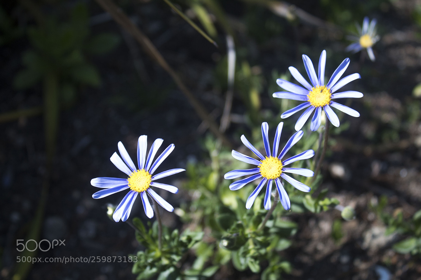 Canon EOS 1300D (EOS Rebel T6 / EOS Kiss X80) sample photo. Chamomile photography