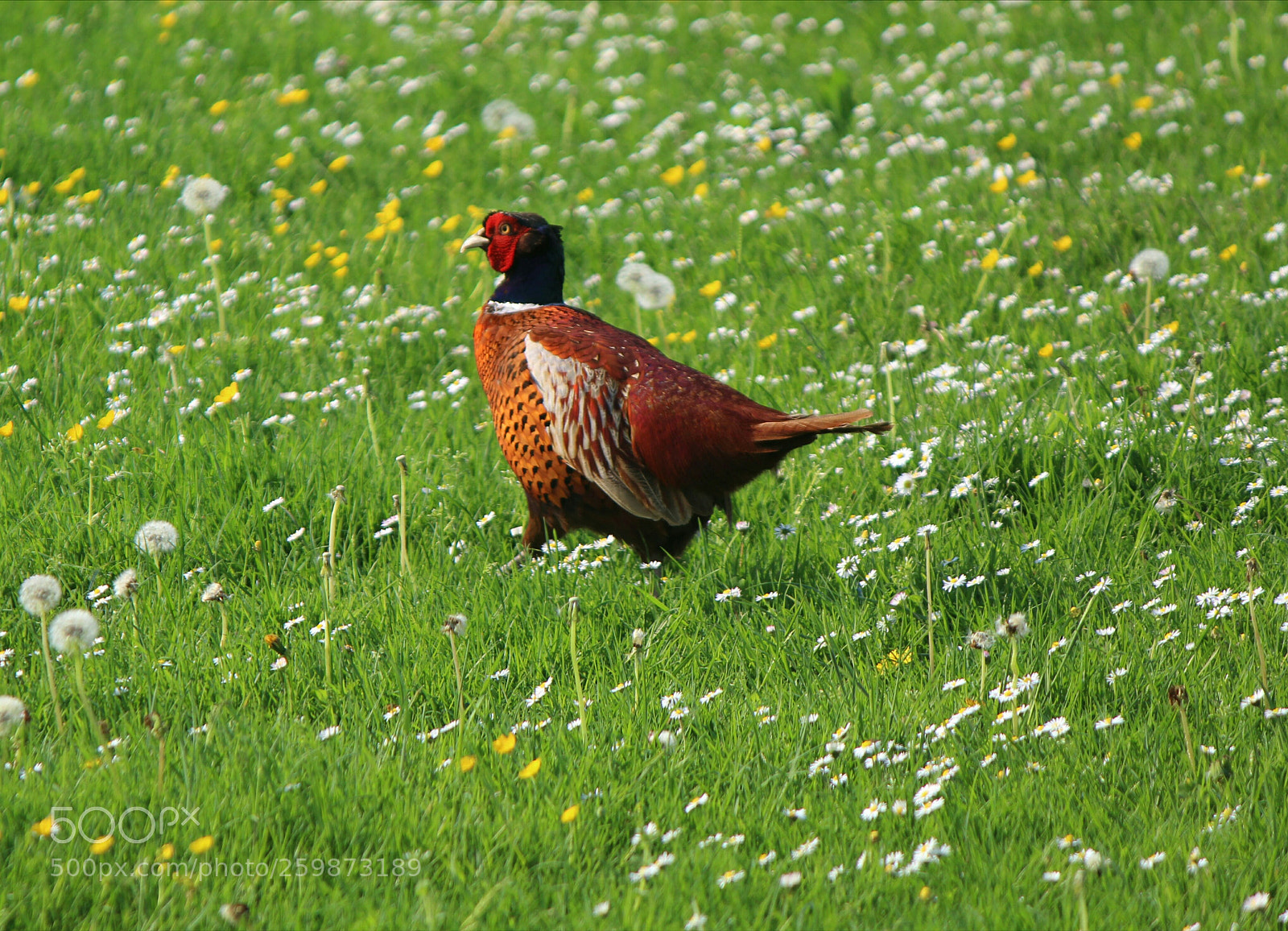 Canon EOS 1300D (EOS Rebel T6 / EOS Kiss X80) sample photo. Pheasant photography