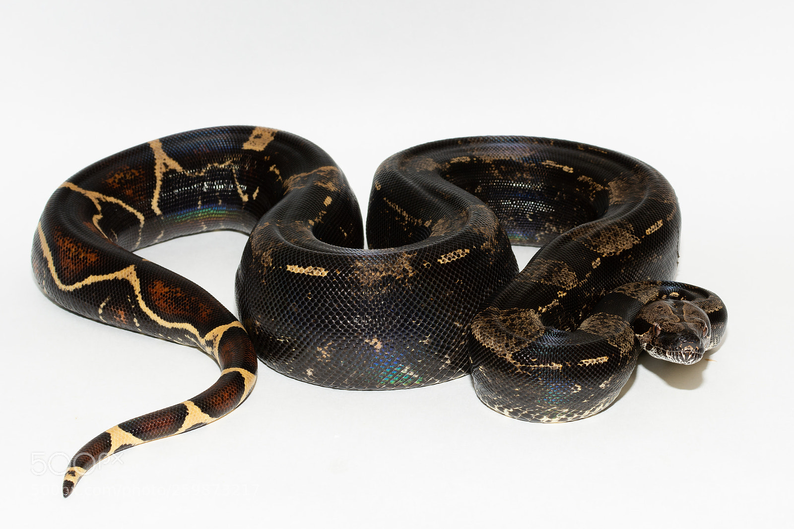 Nikon D7100 sample photo. Black boa photography
