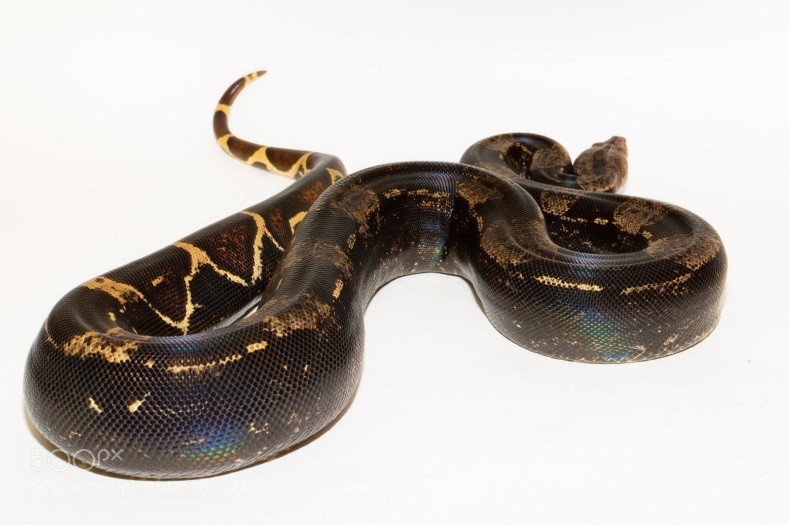 Nikon D7100 sample photo. Black boa photography