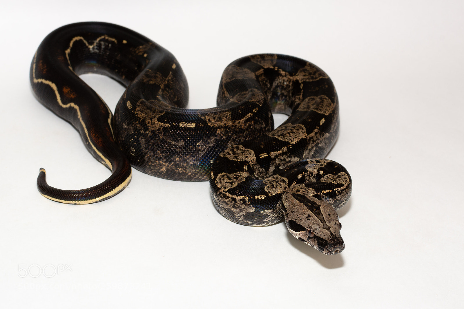 Nikon D7100 sample photo. Black boa photography